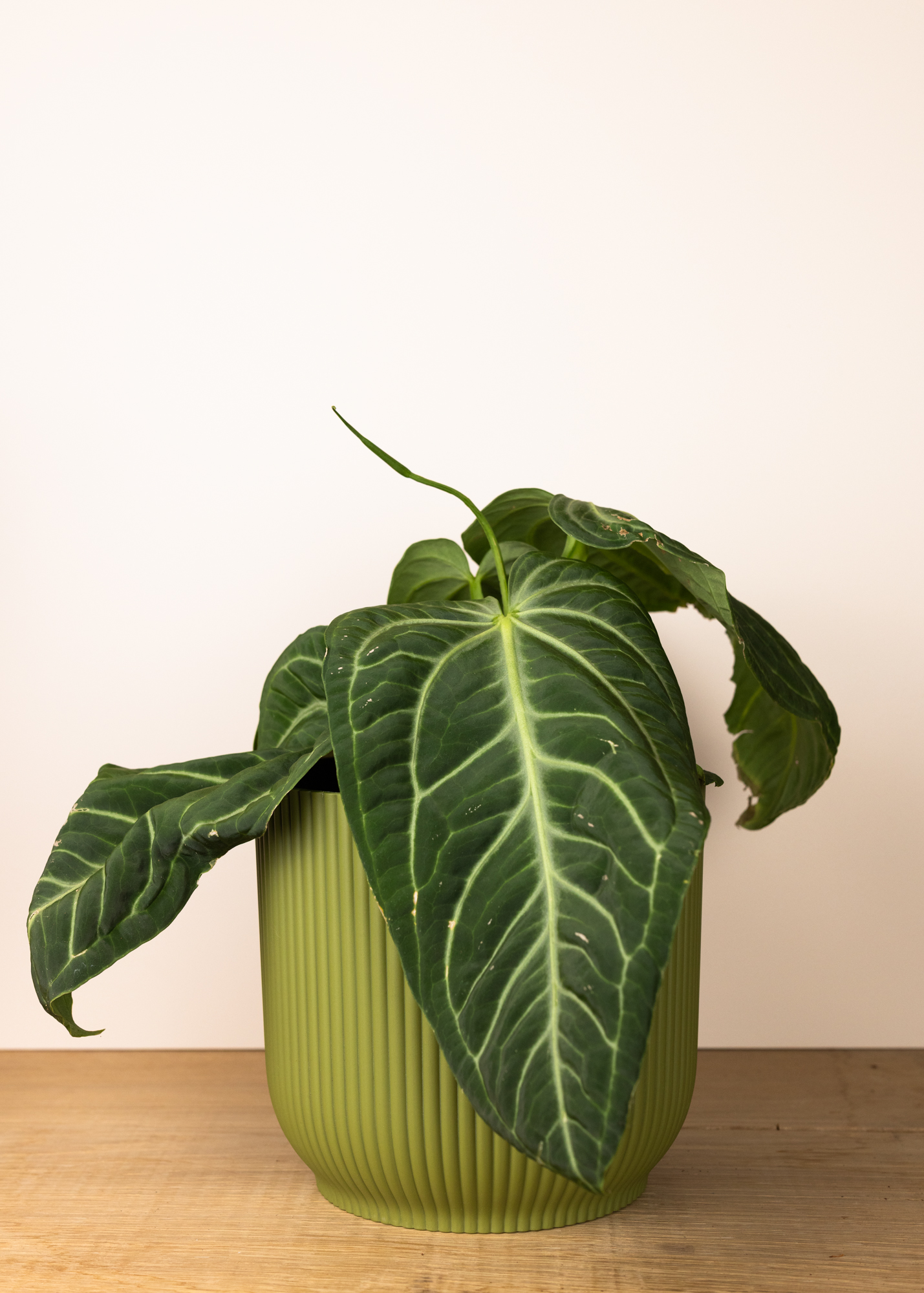 Anthurium Villenaorum L