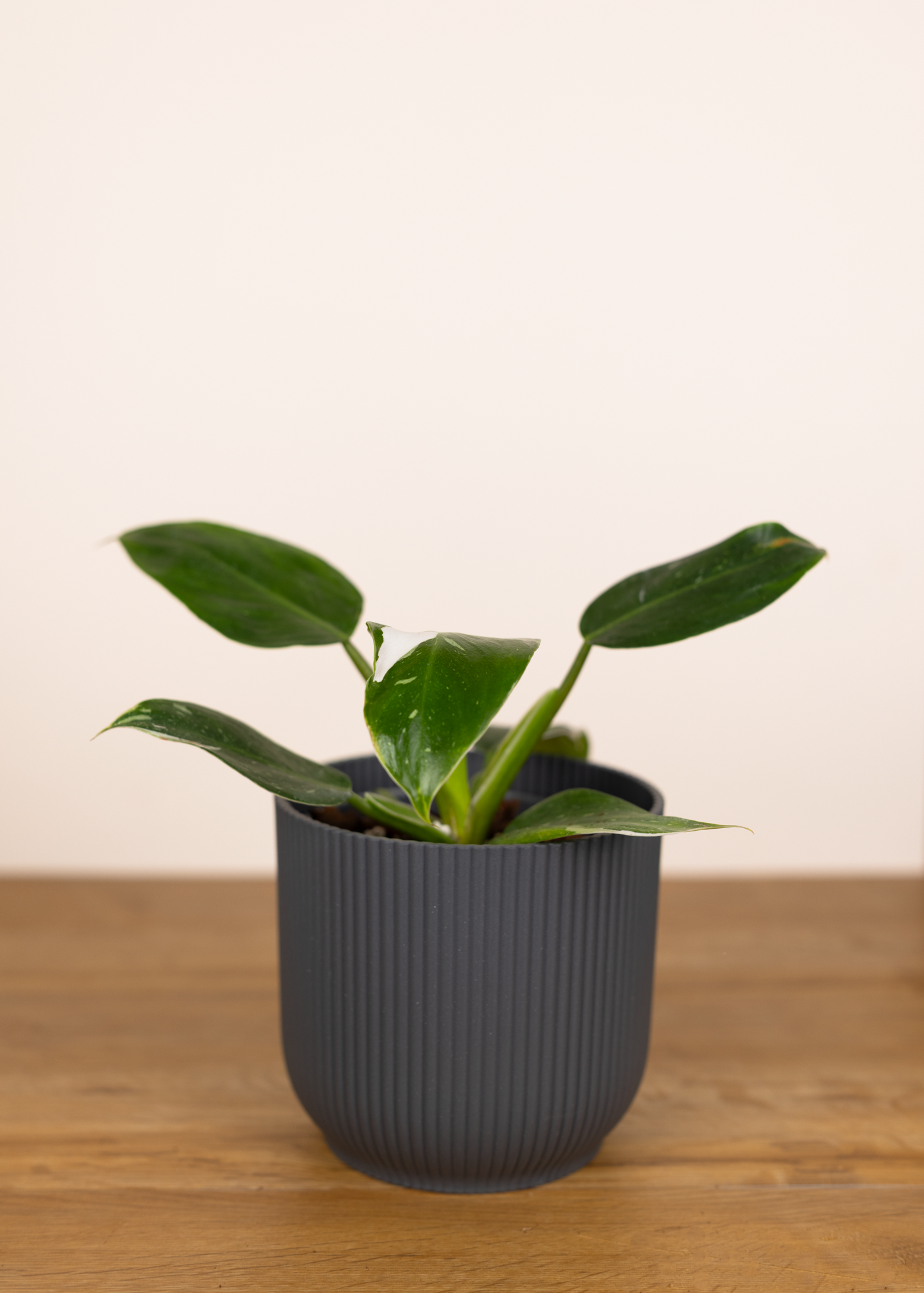 Philodendron white princess