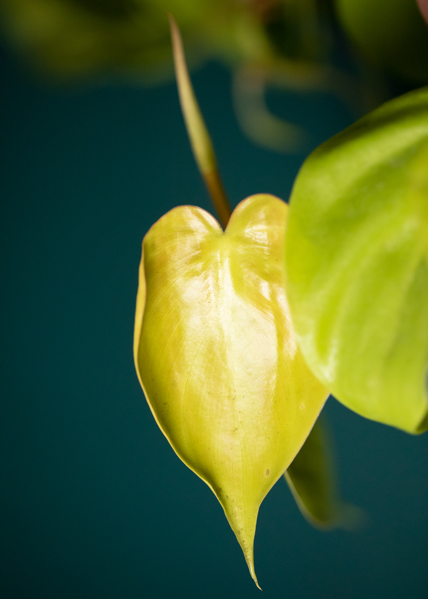 Philodendron Hederaceum var Oxycardium Lemon Lime