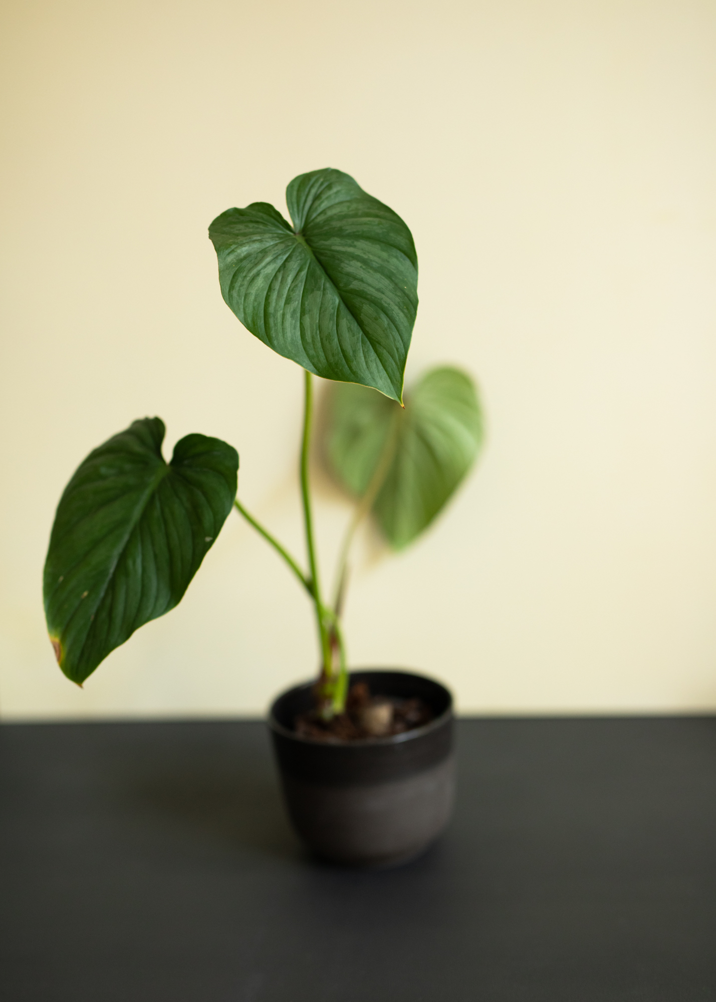 Simply black planter