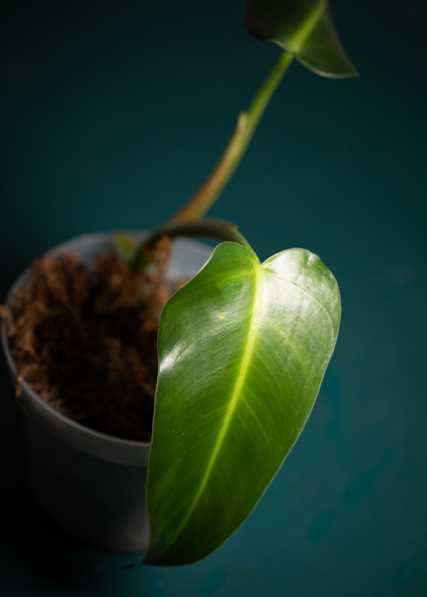 Philodendron Tuxtlanum Philodendron Tuxtlanum