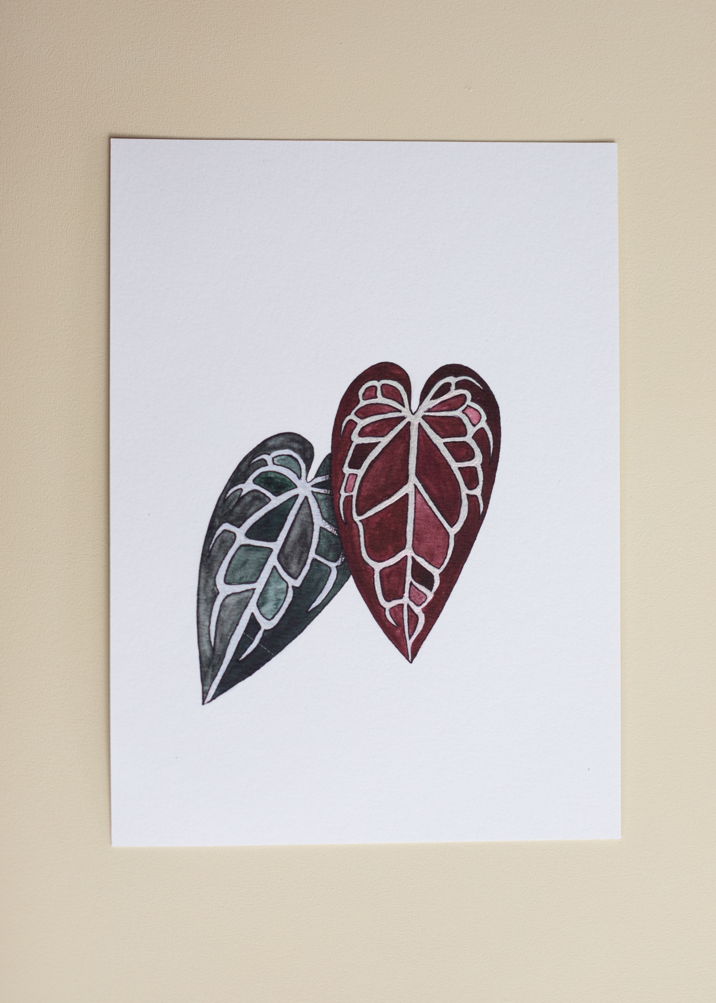 Anthurium Ace of Spades