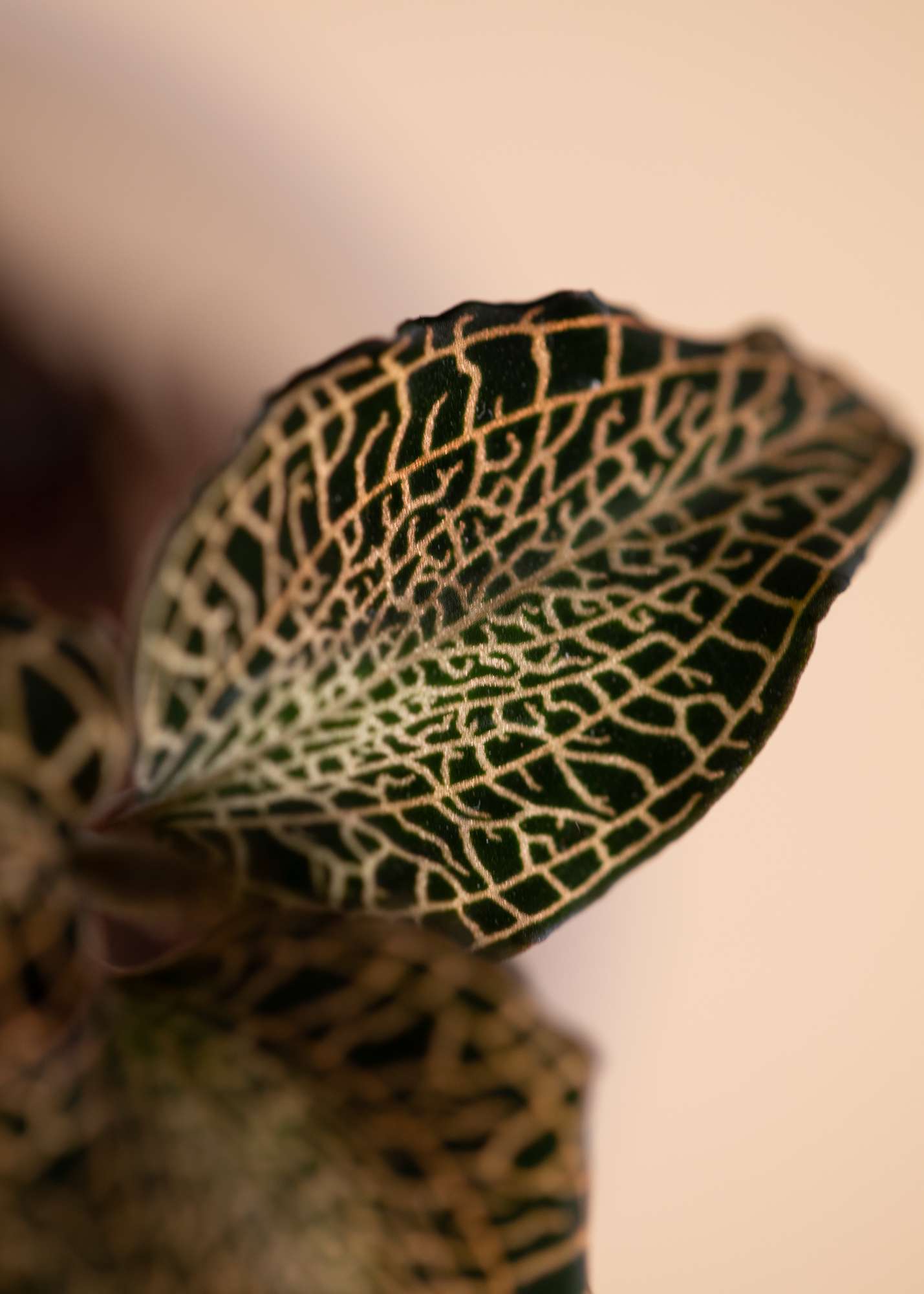 Anoectochilus Roxburghii
