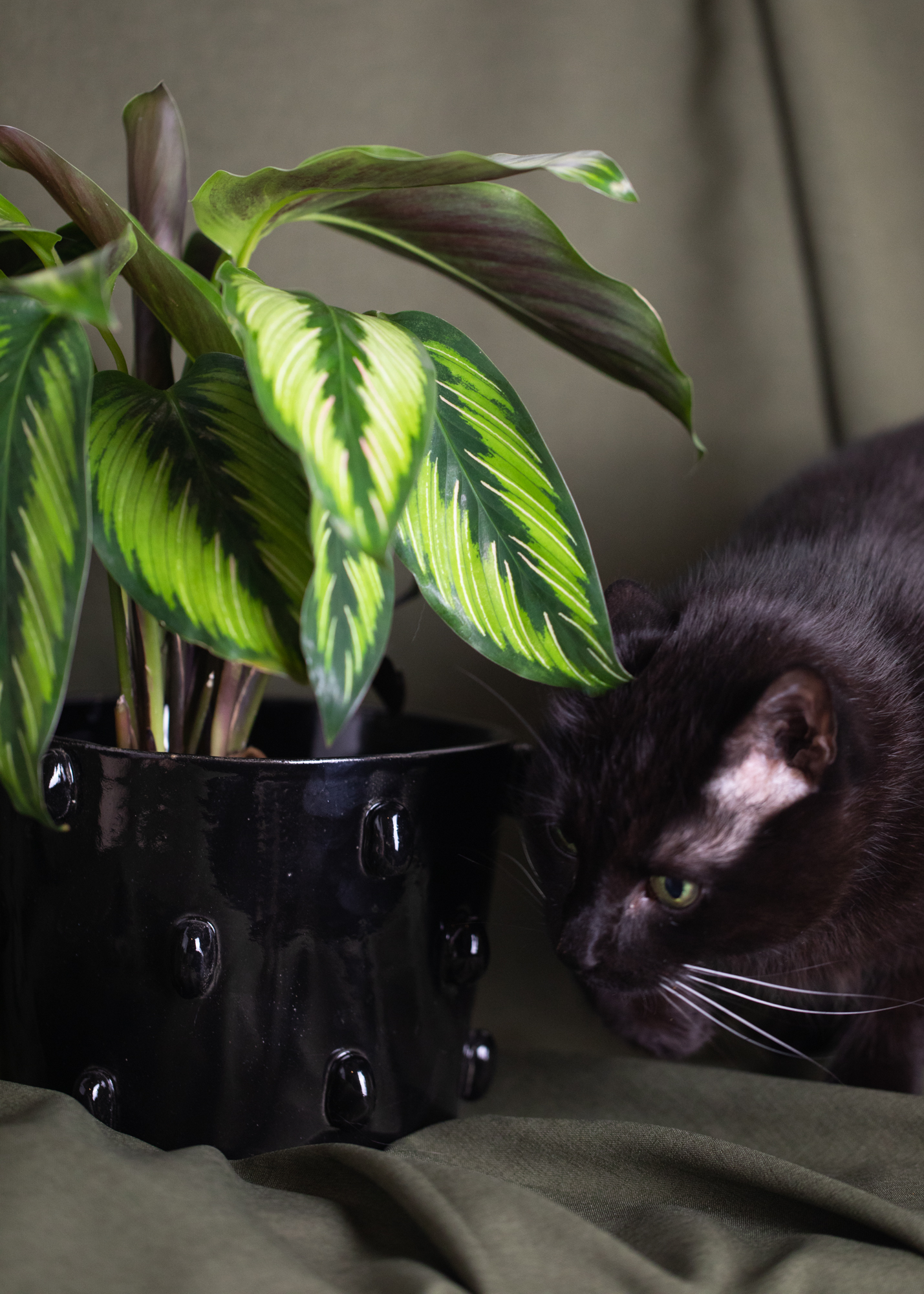 Goeppertia Ornata 'Beauty Star' Goeppertia Ornata 'Beauty Star'