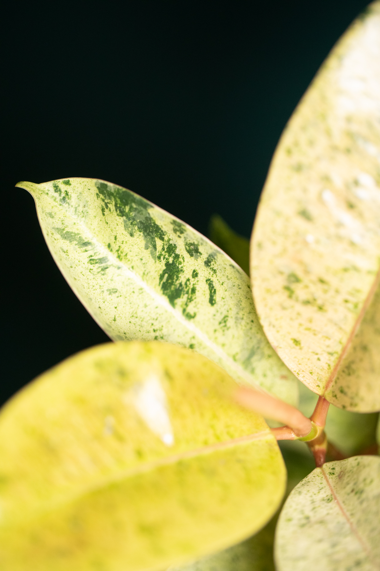 Ficus Shivereana Moonshine Ficus Shivereana Moonshine
