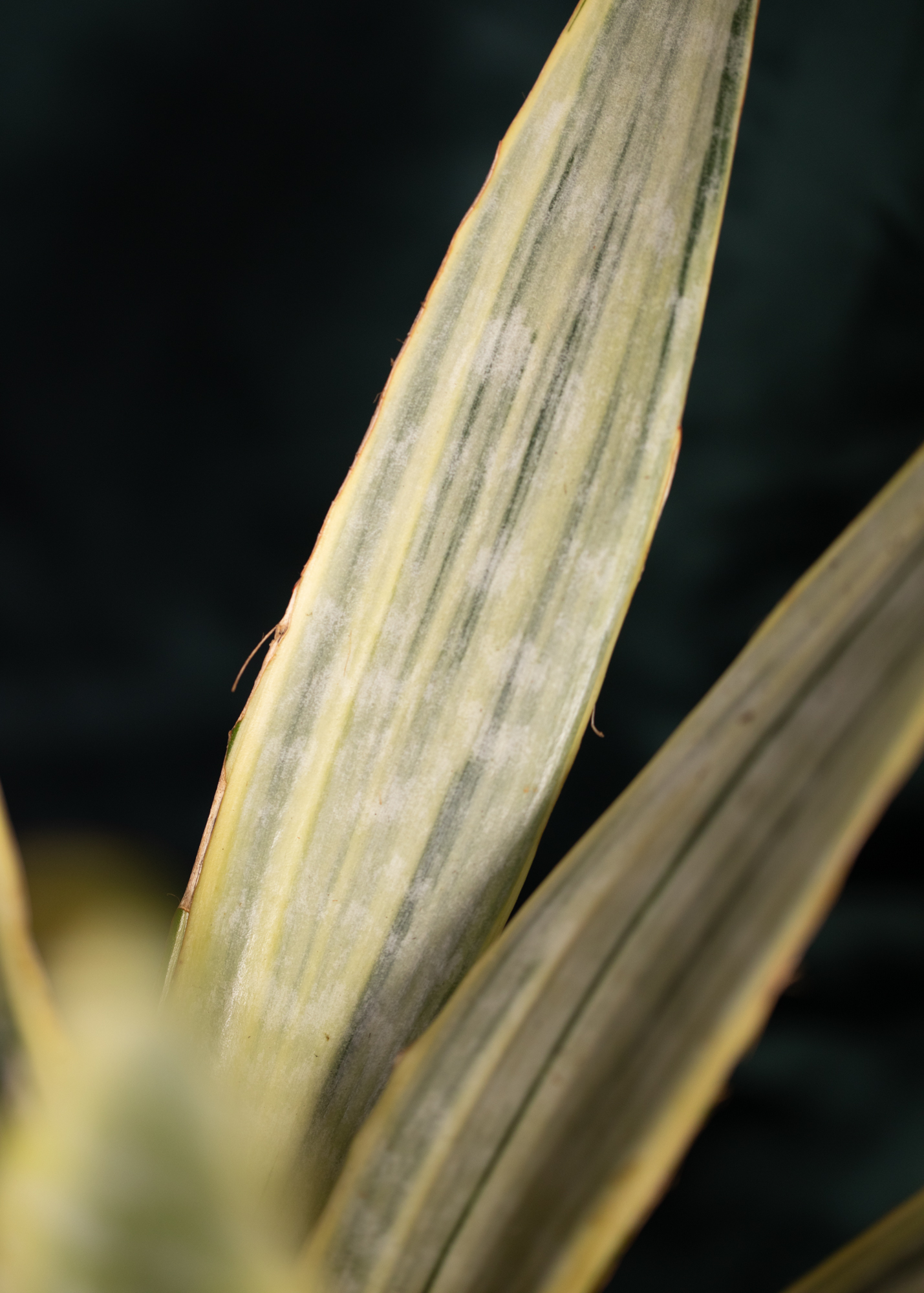 Sansevieria (Draceana) trifasciata aubrytiana Sansevieria (Draceana) trifasciata aubrytiana