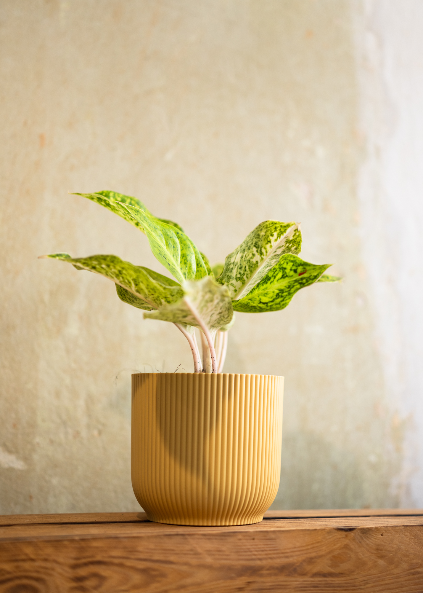Aglaonema white laksap