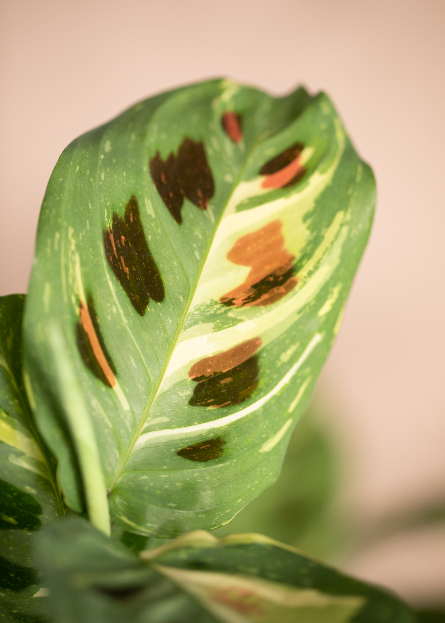 Maranta Kerchoveana Variegata