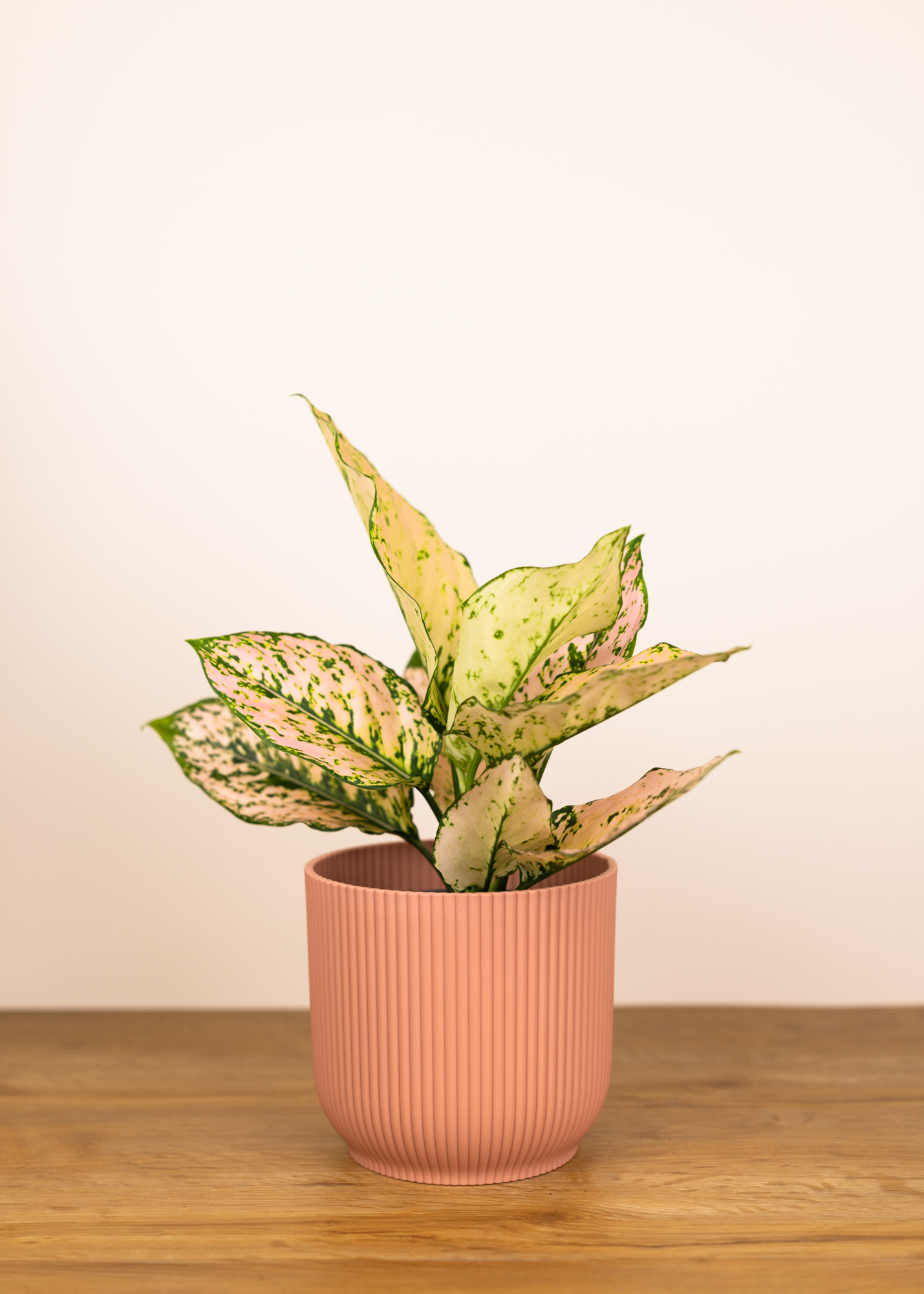 Aglaonema komkom orange