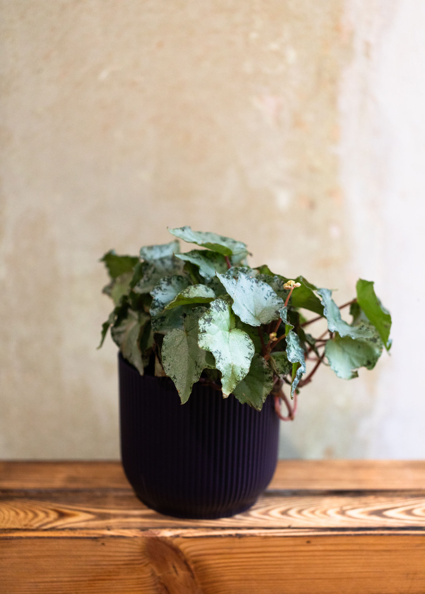 Begonia luzonensis hybrid