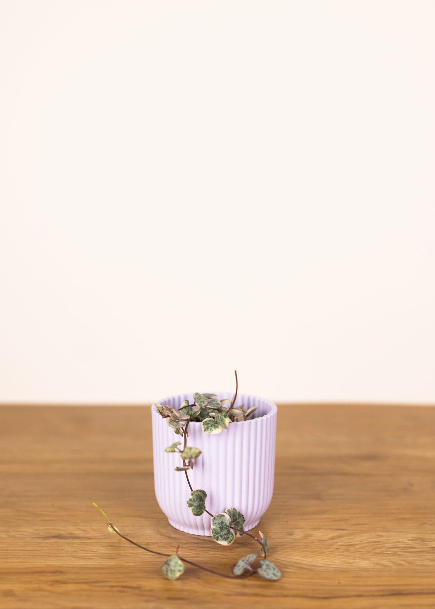 Ceropegia woodii 'String of Hearts' variegata XS