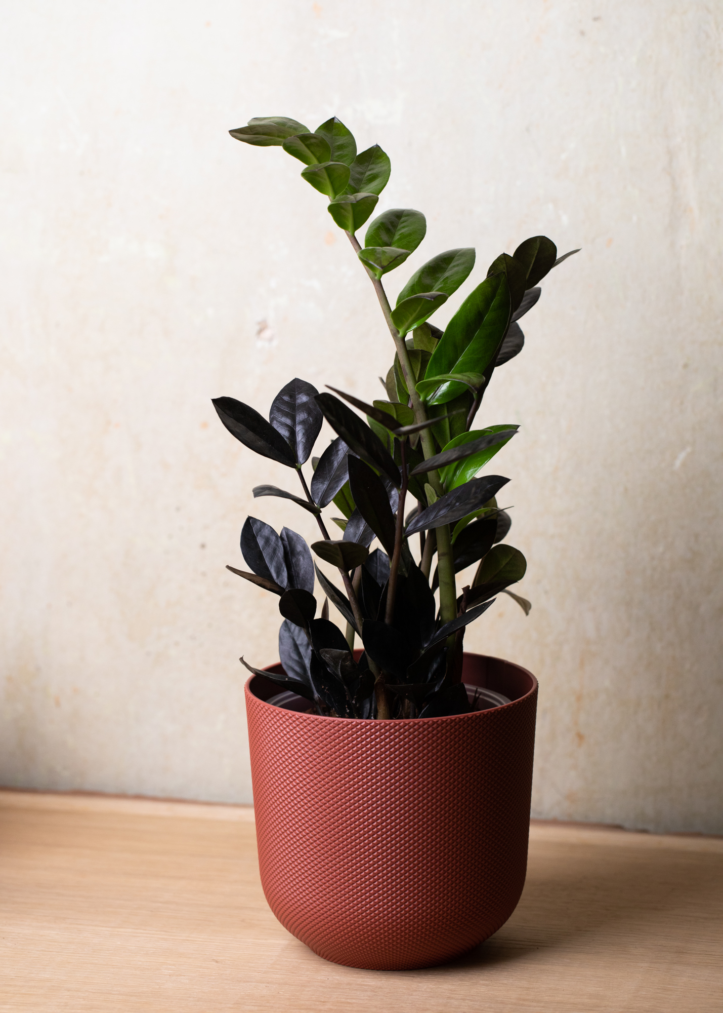 Zamioculcas Zamiifolia Raven