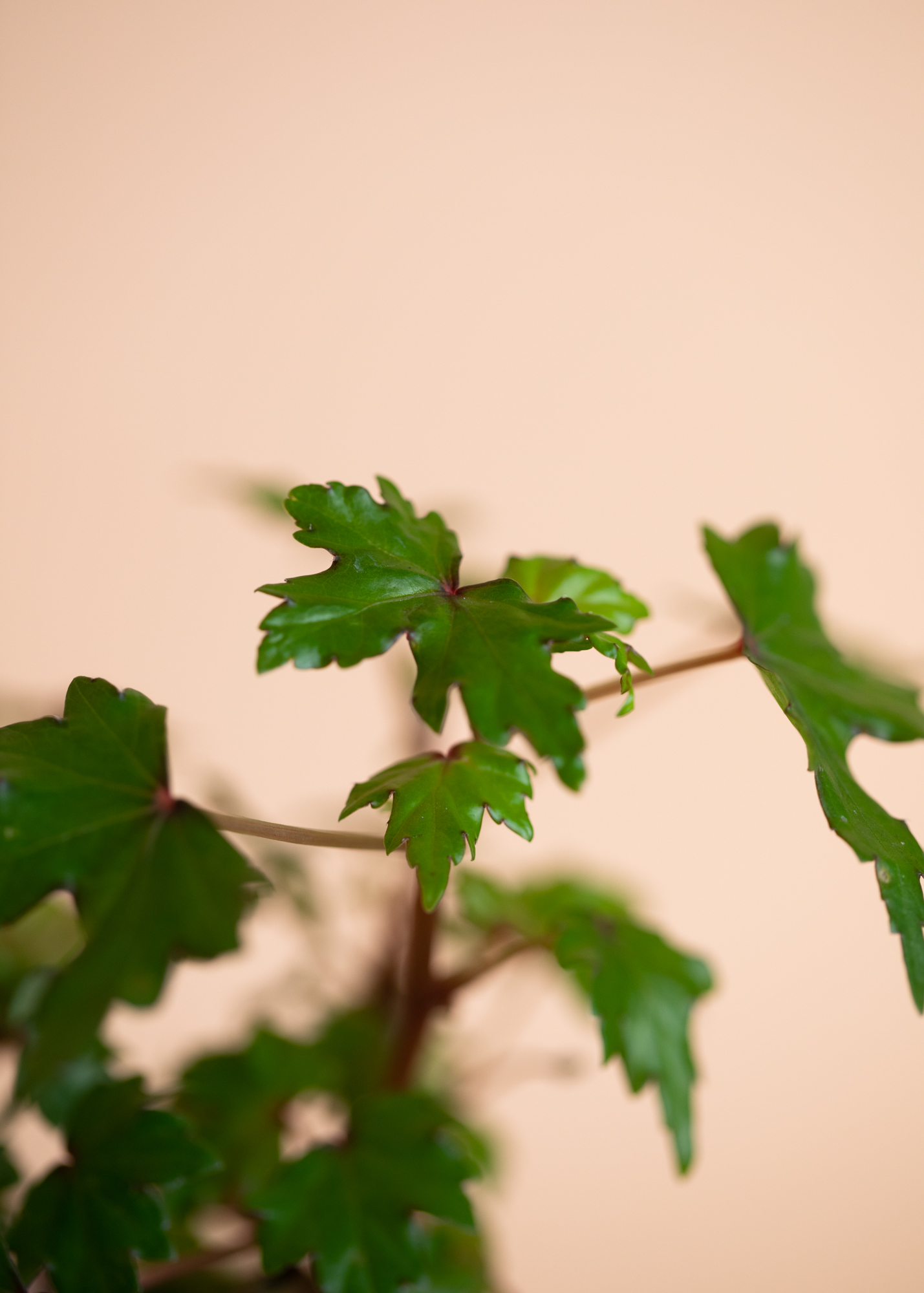 Begonia Dregei