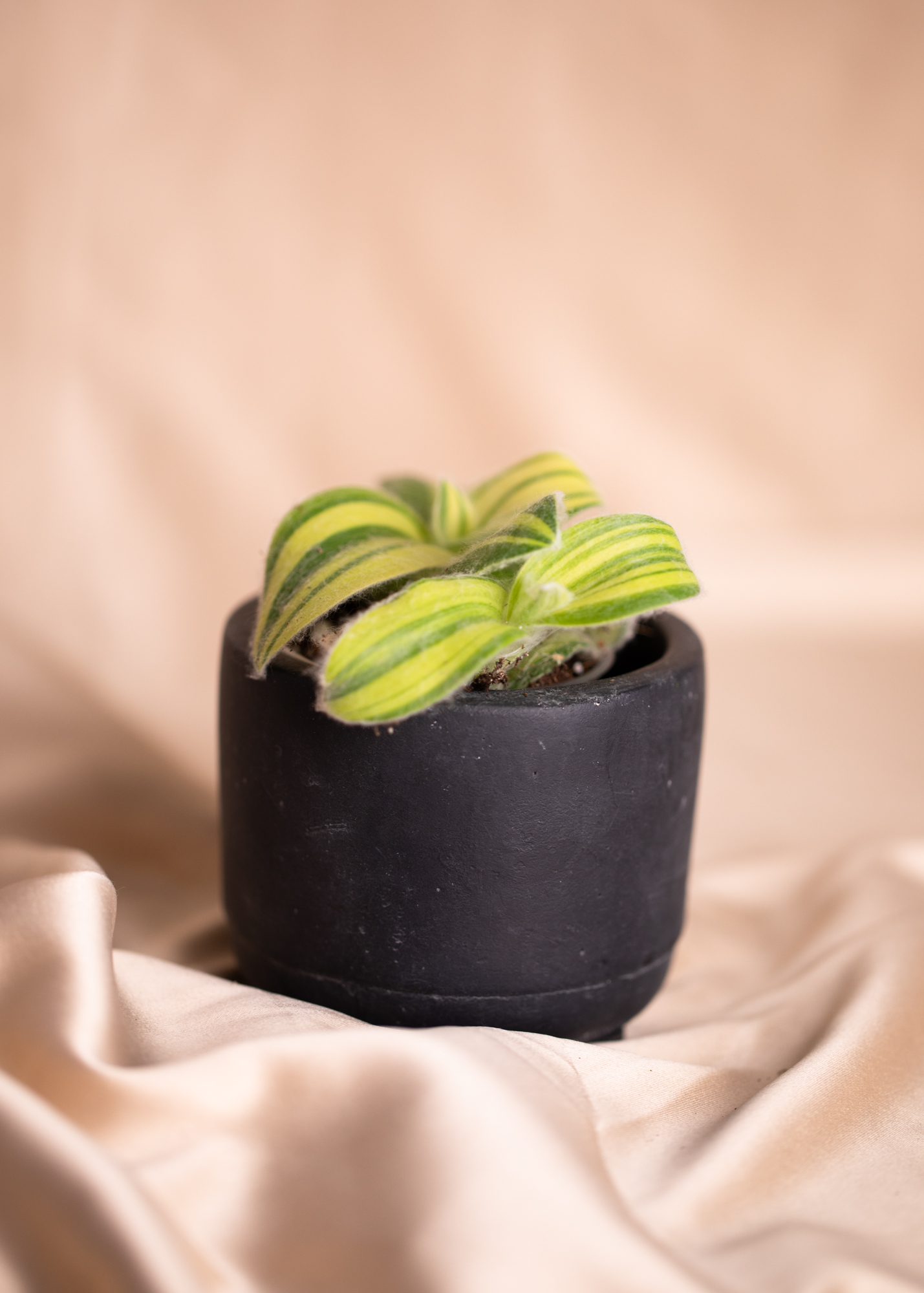 Tradescantia Sillamontana Aurea Variegata