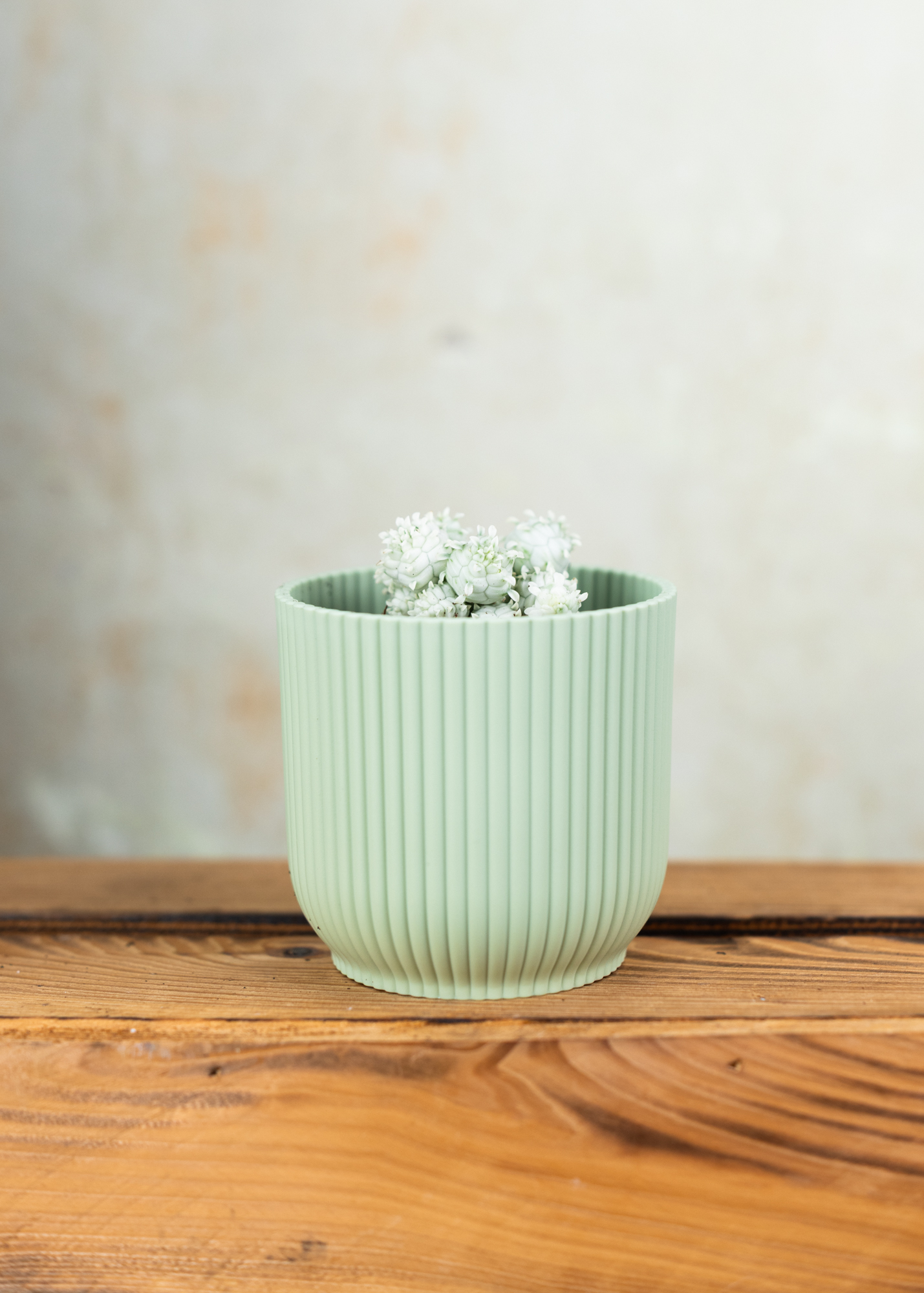 Euphorbia mammillaris f. variegata