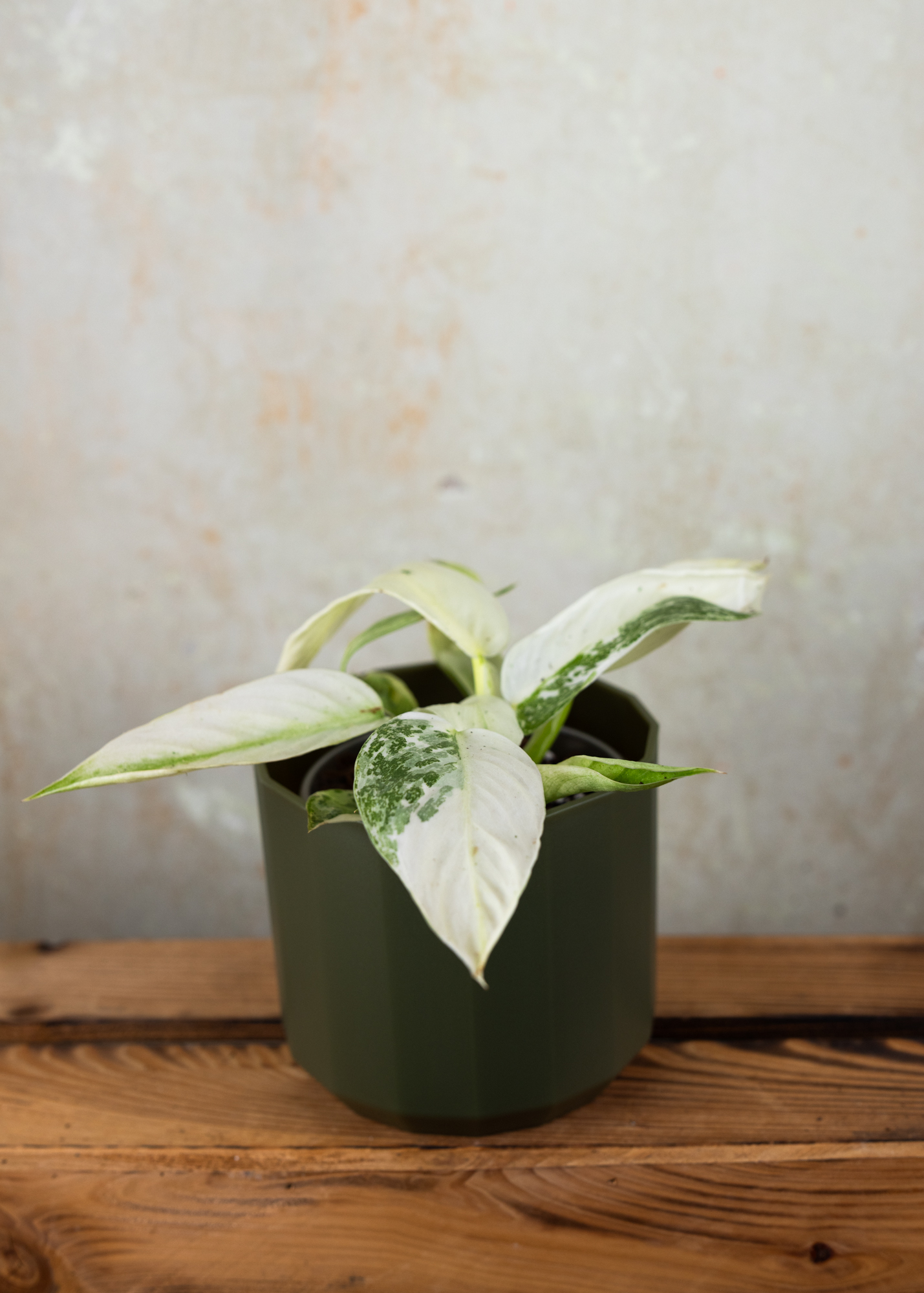 Philodendron Jose Buono M