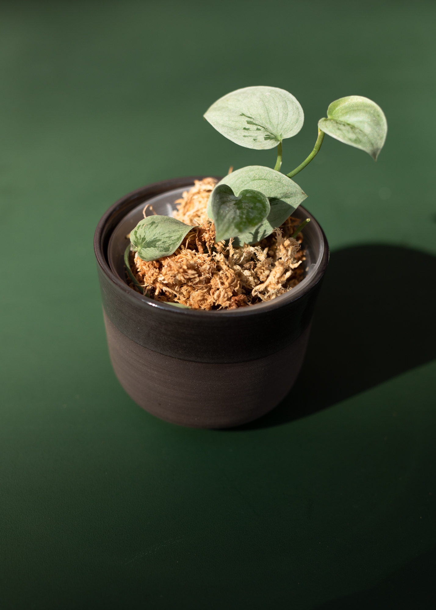 Simply black planter