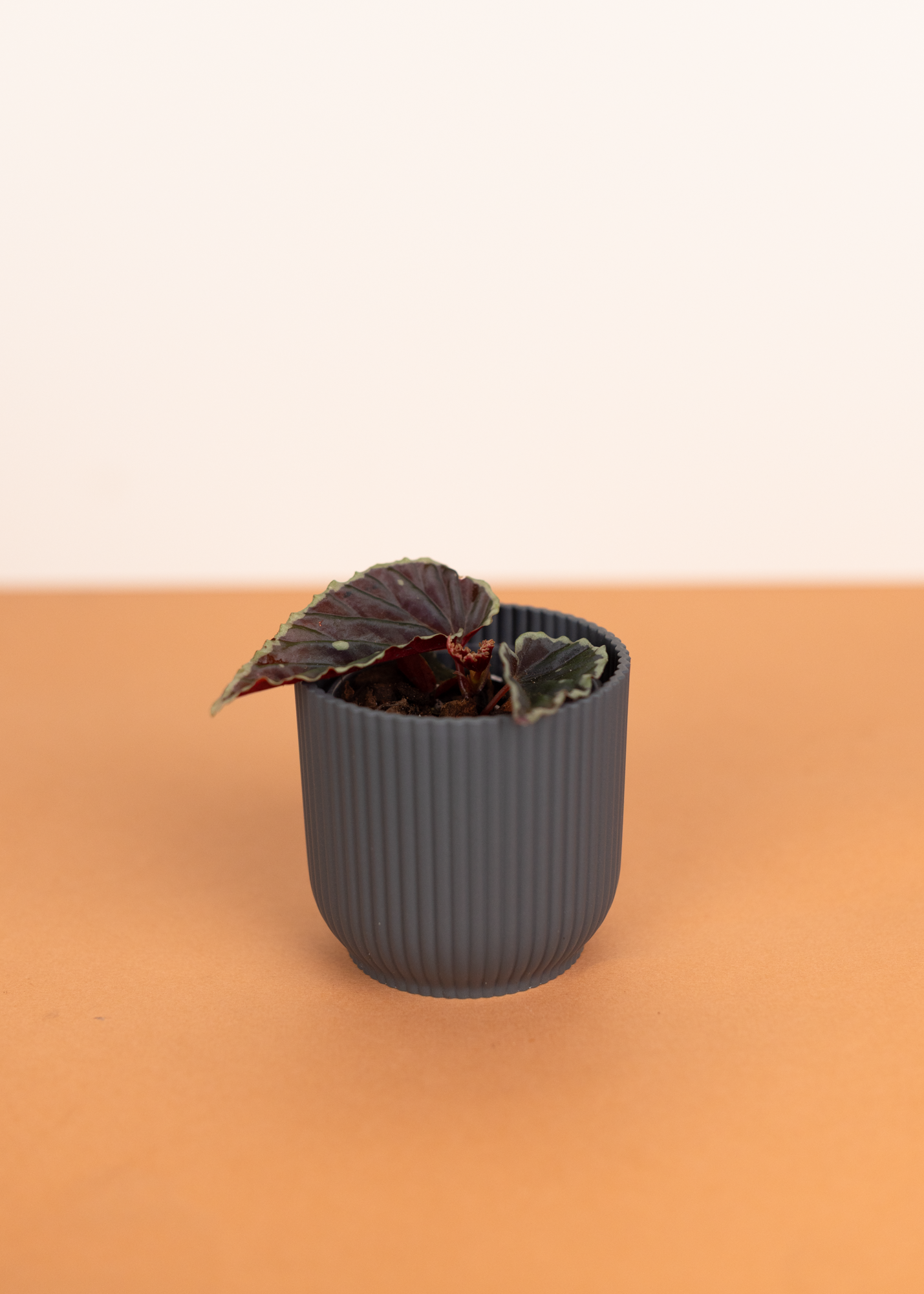 Begonia darthvaderiana green spot XS