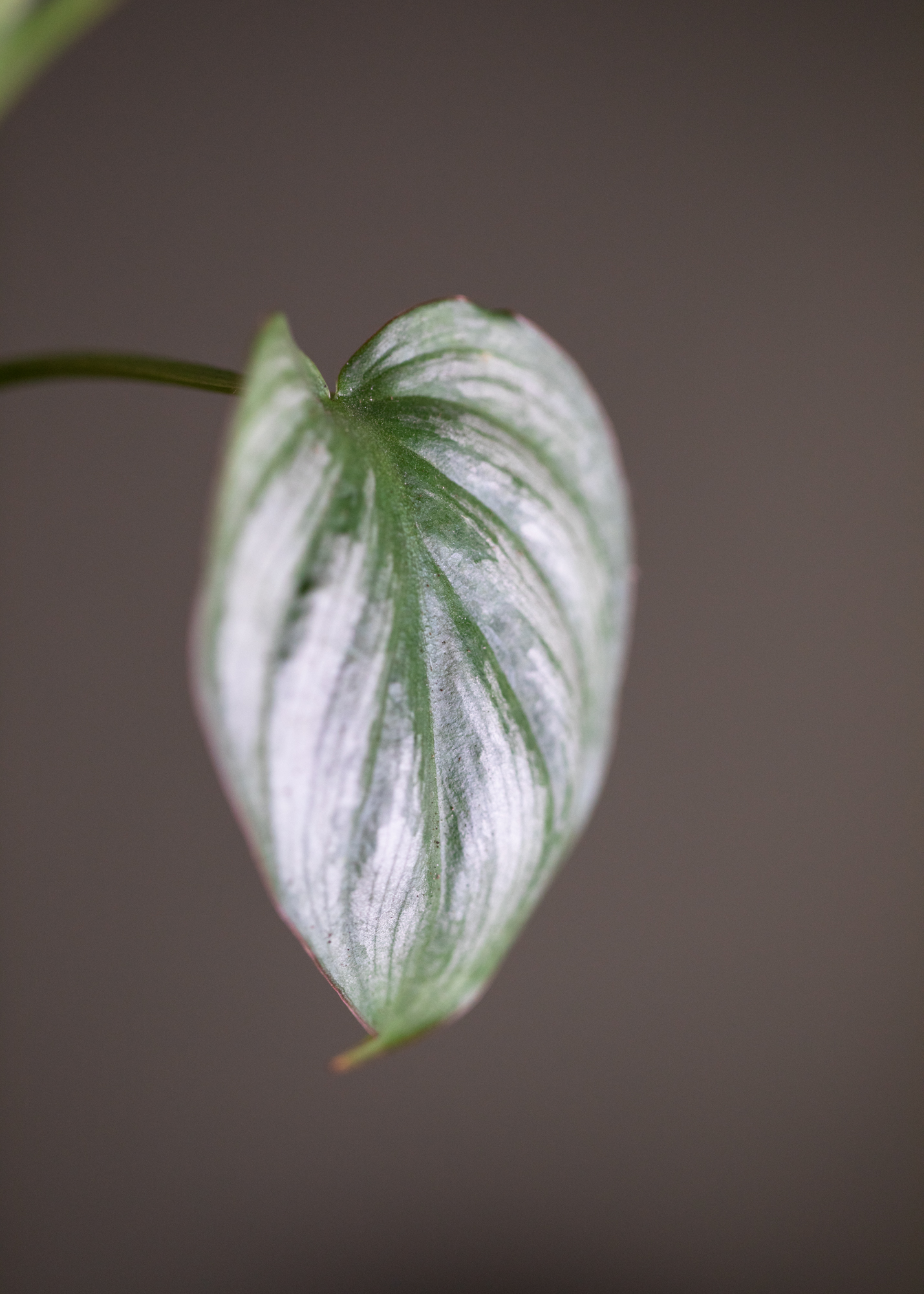 Philodendron Mamei Silver Cloud S