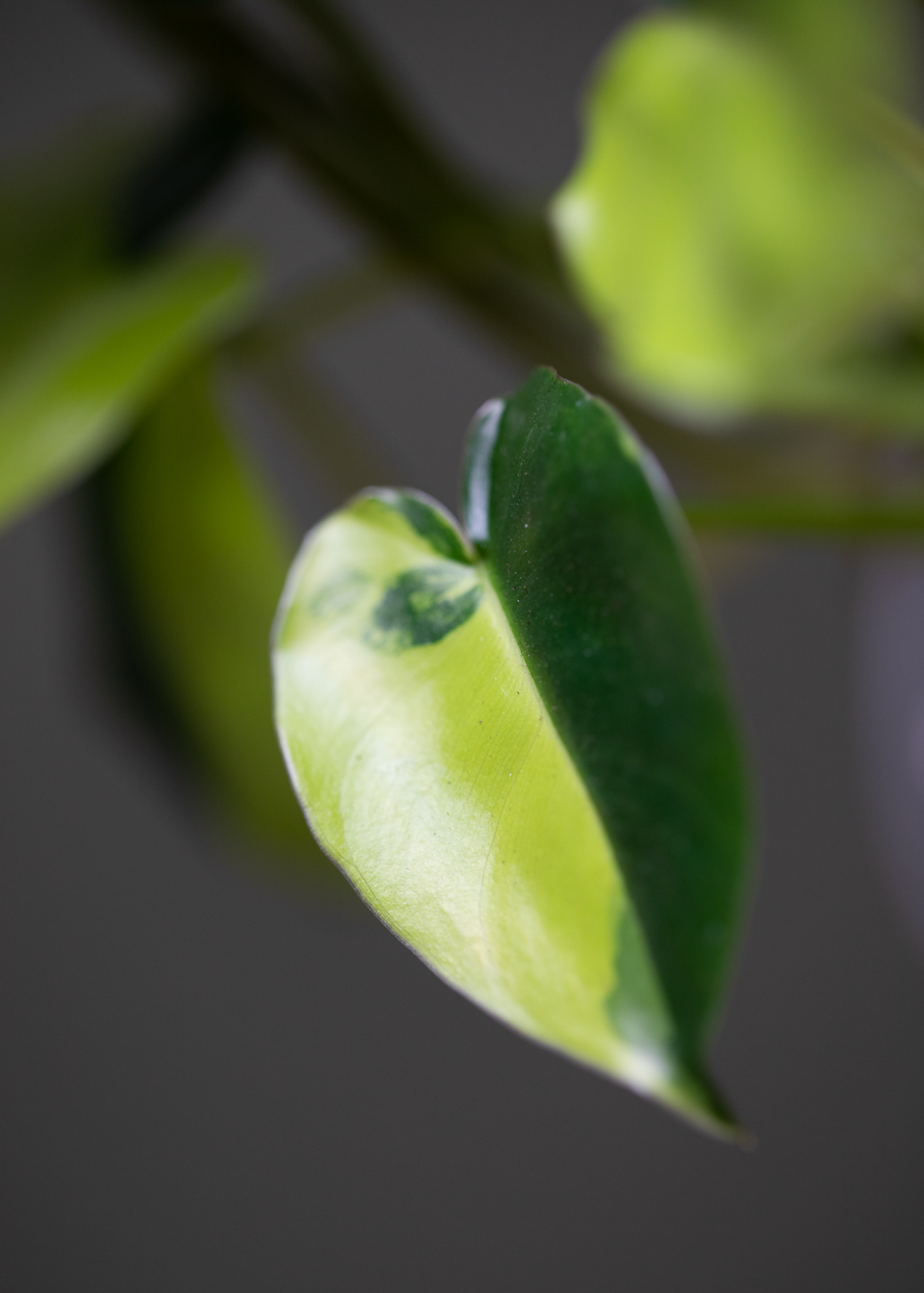 Philodendron Burle Marx Variegata