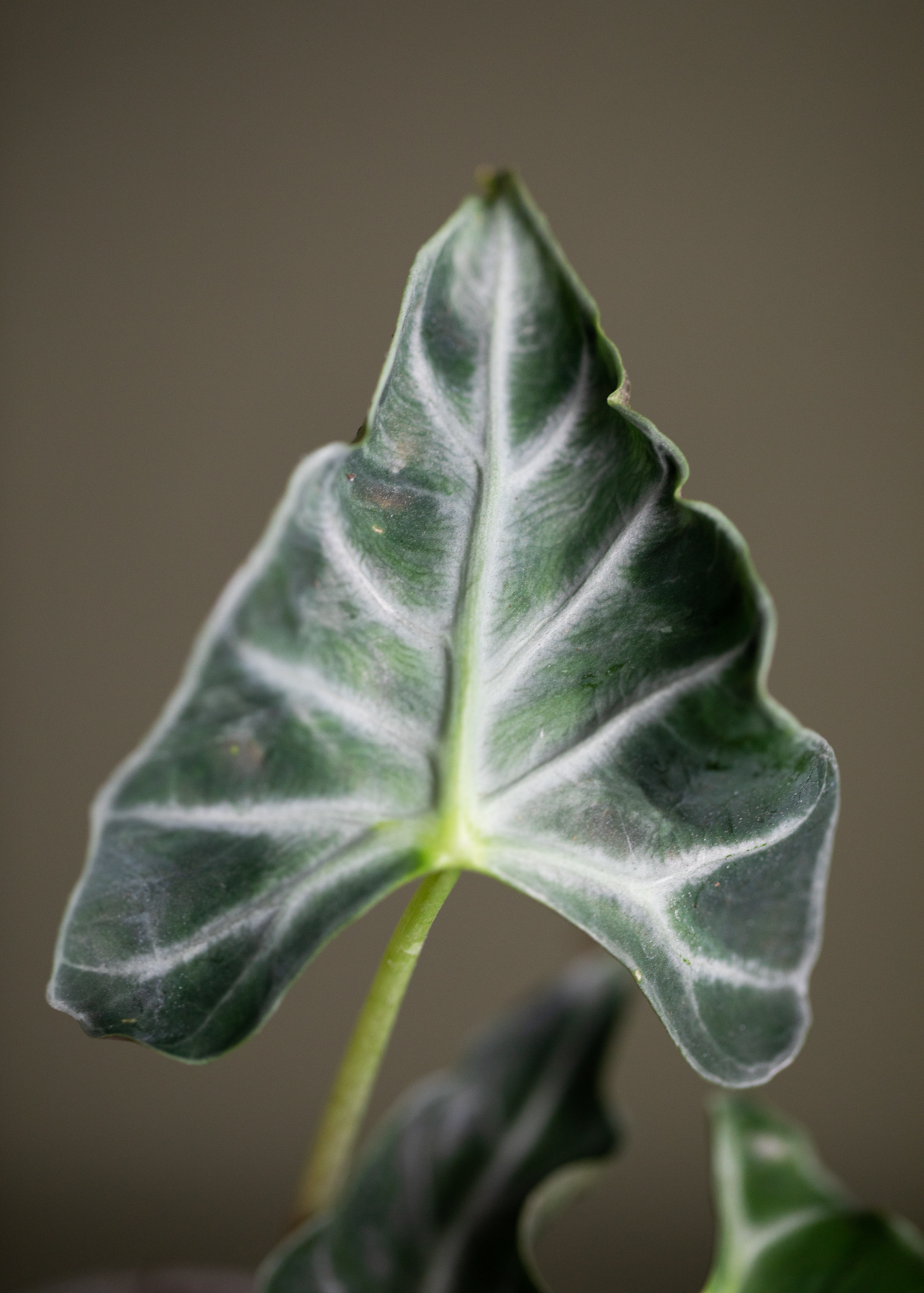 Alocasia Loco