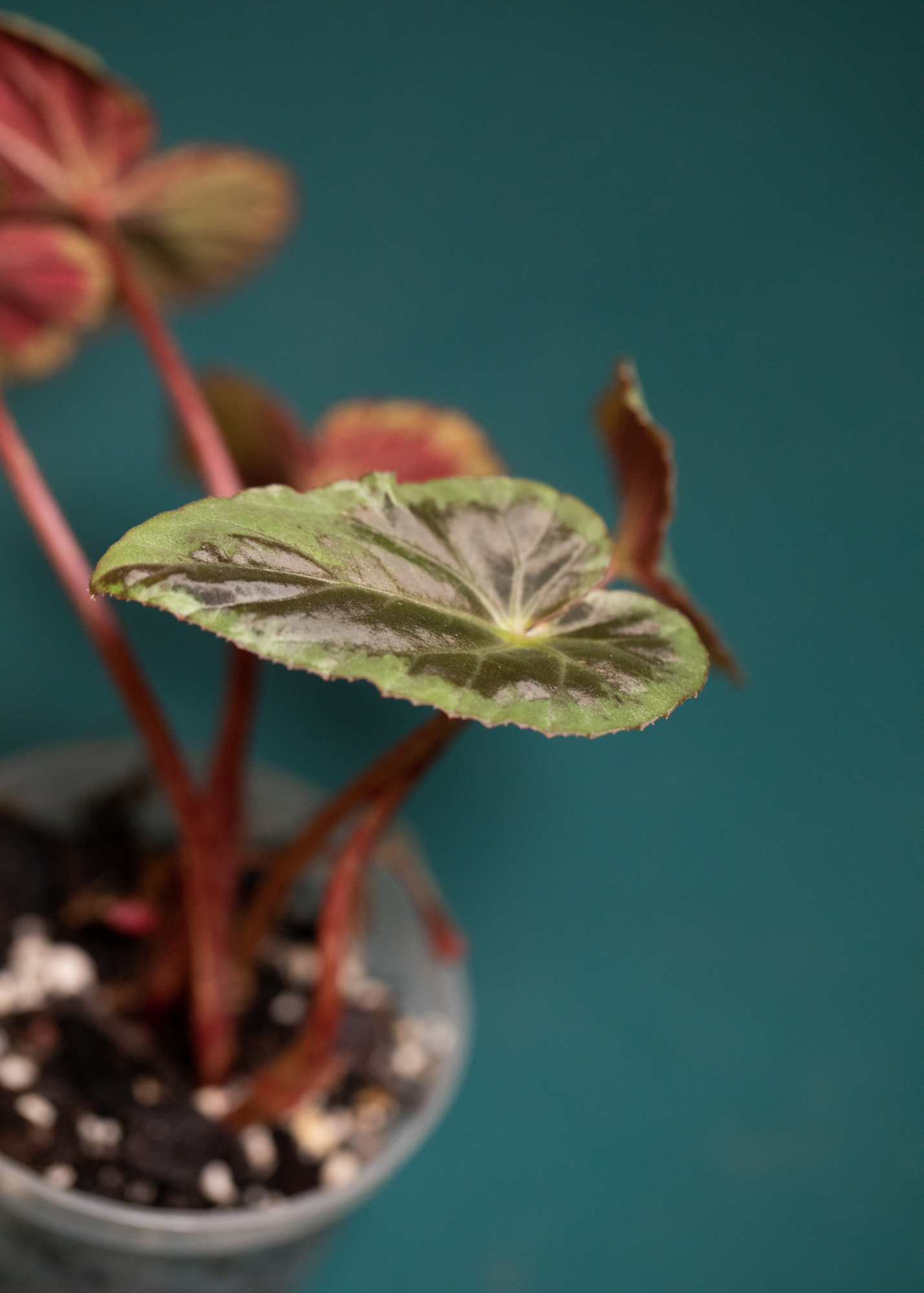 Begonia Burkillii Silver Edge Begonia Burkillii Silver Edge