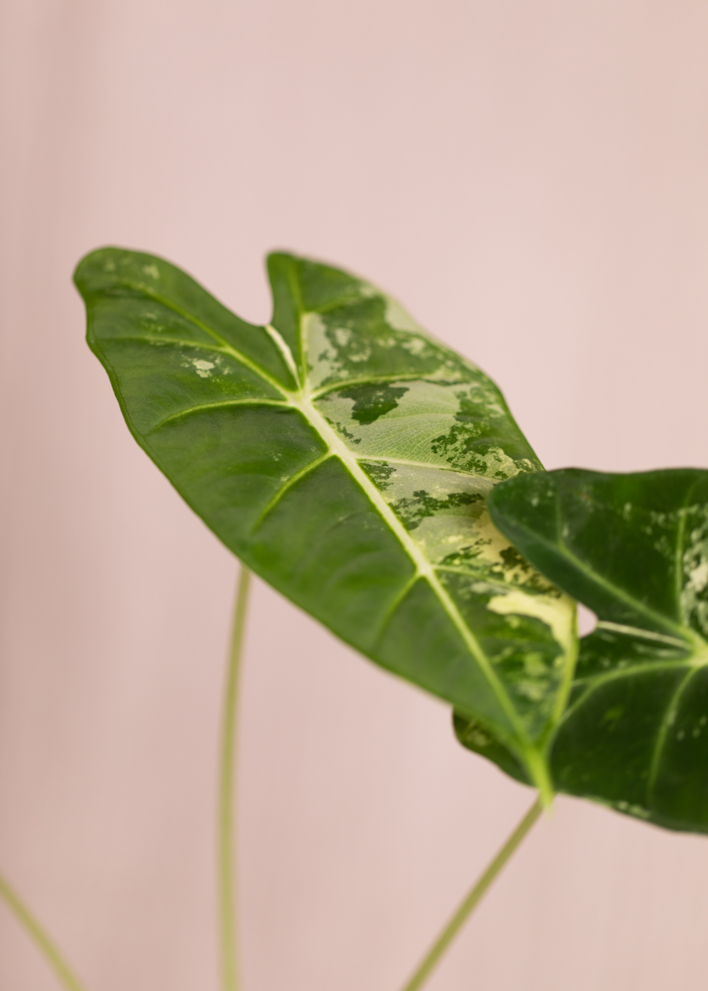 Alocasia Micholitziana Frydek Variegata