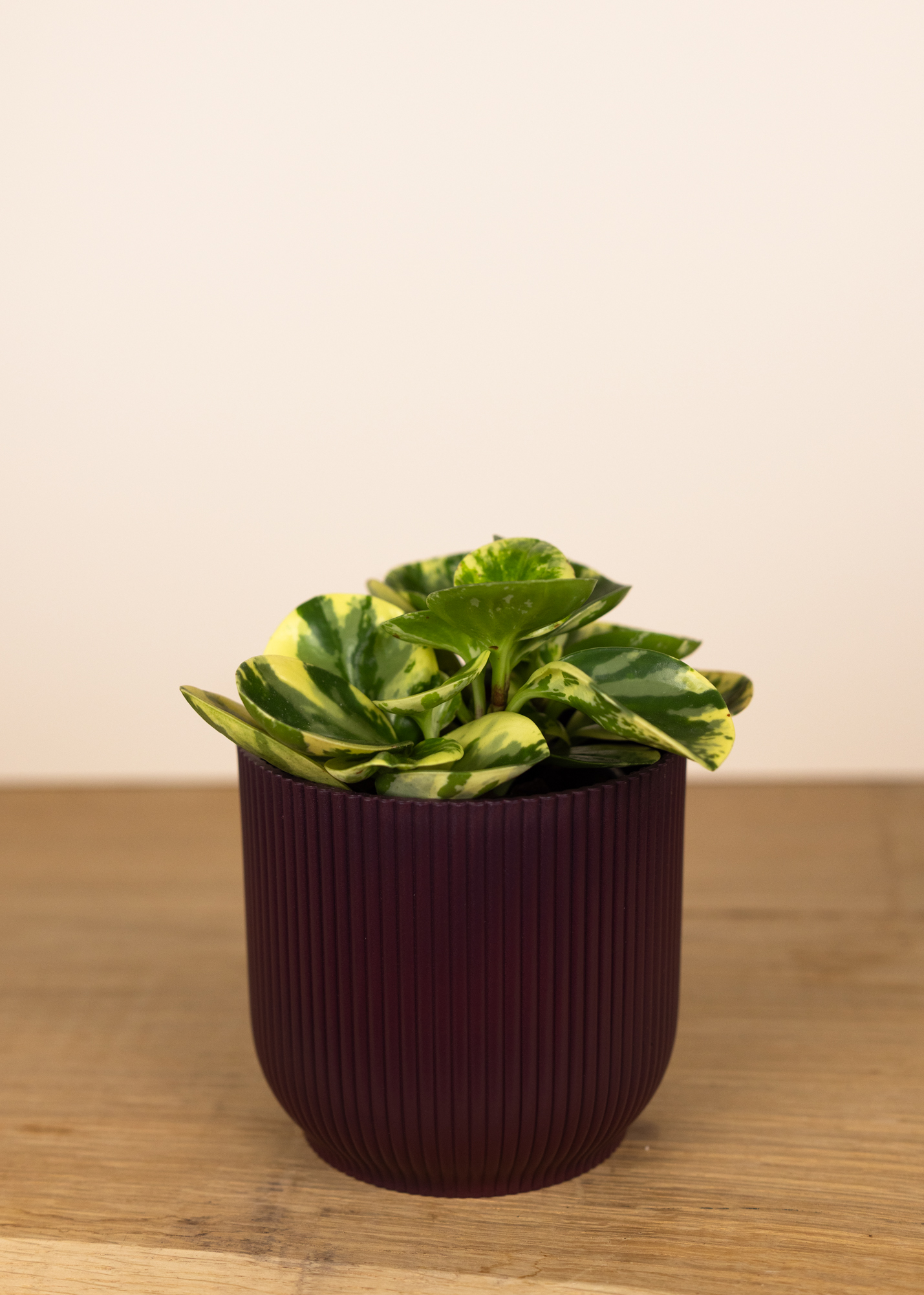 Peperomia obtusifolia variegata