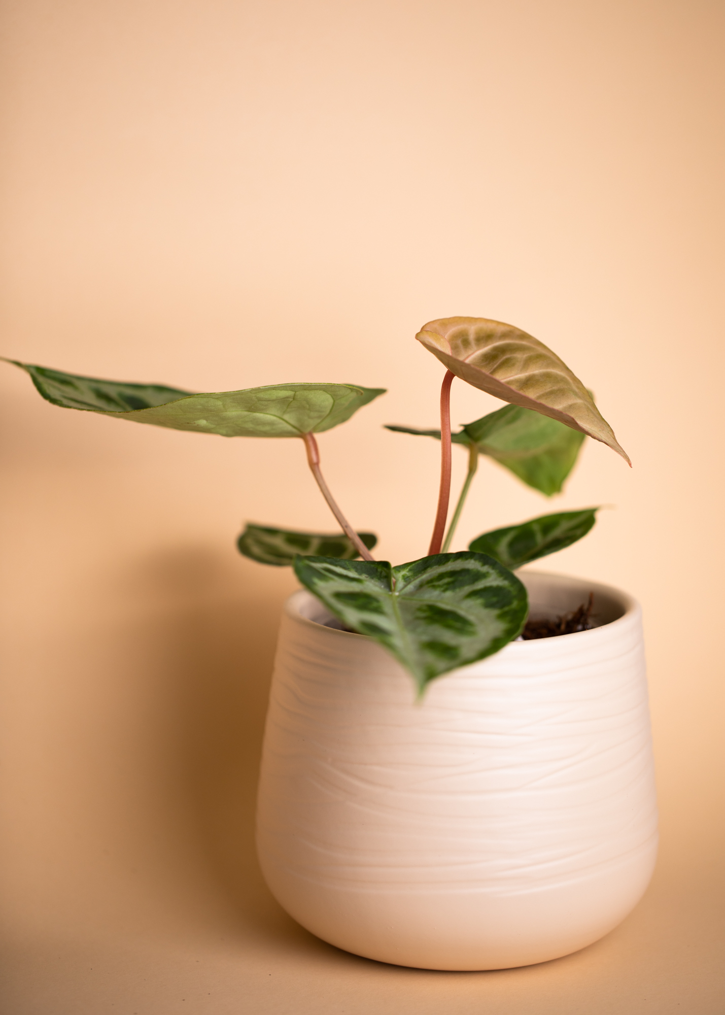 Anthurium Crystallinum Silver Blush L
