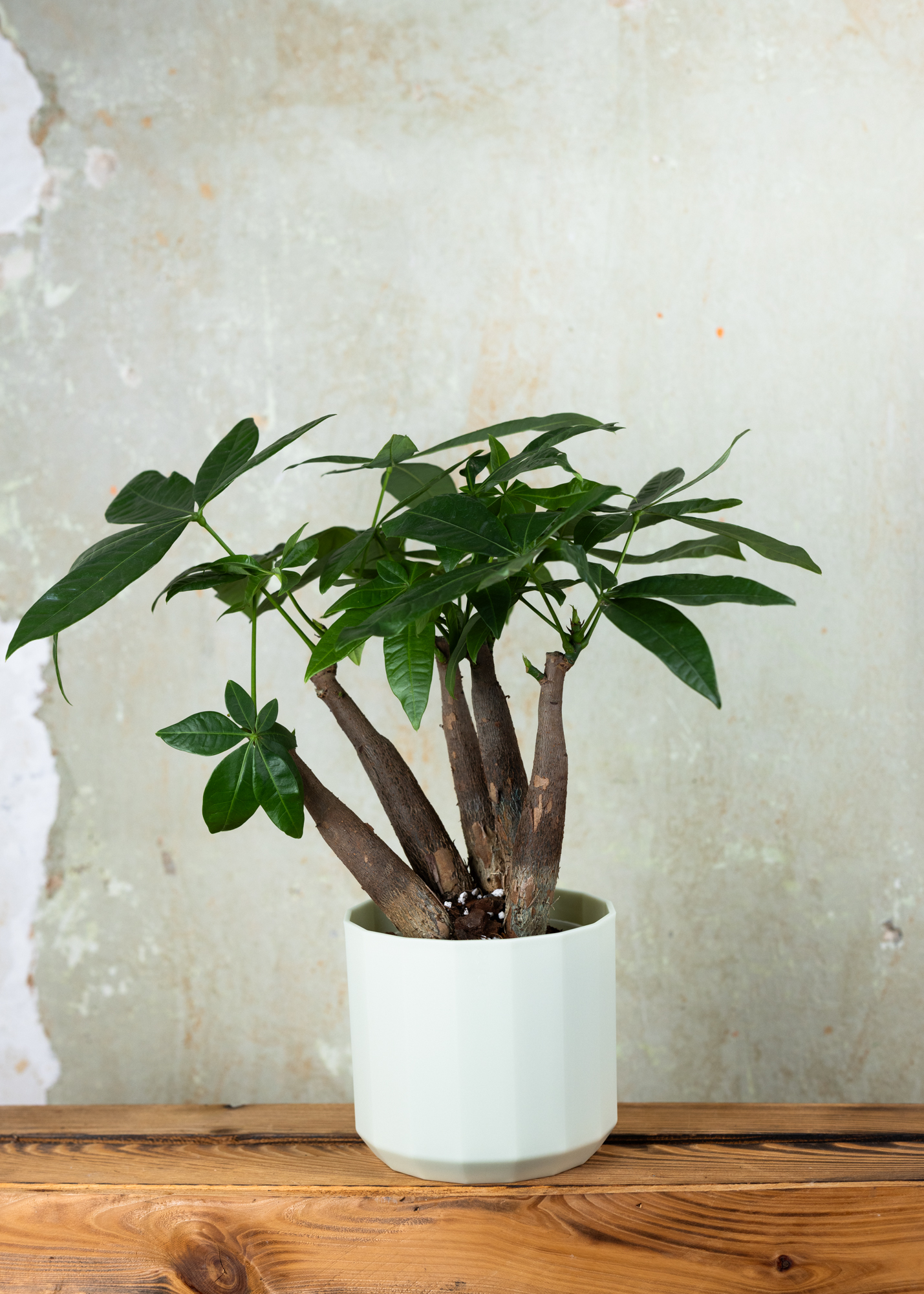 Pachira Aquatica Bonsai (gerade)