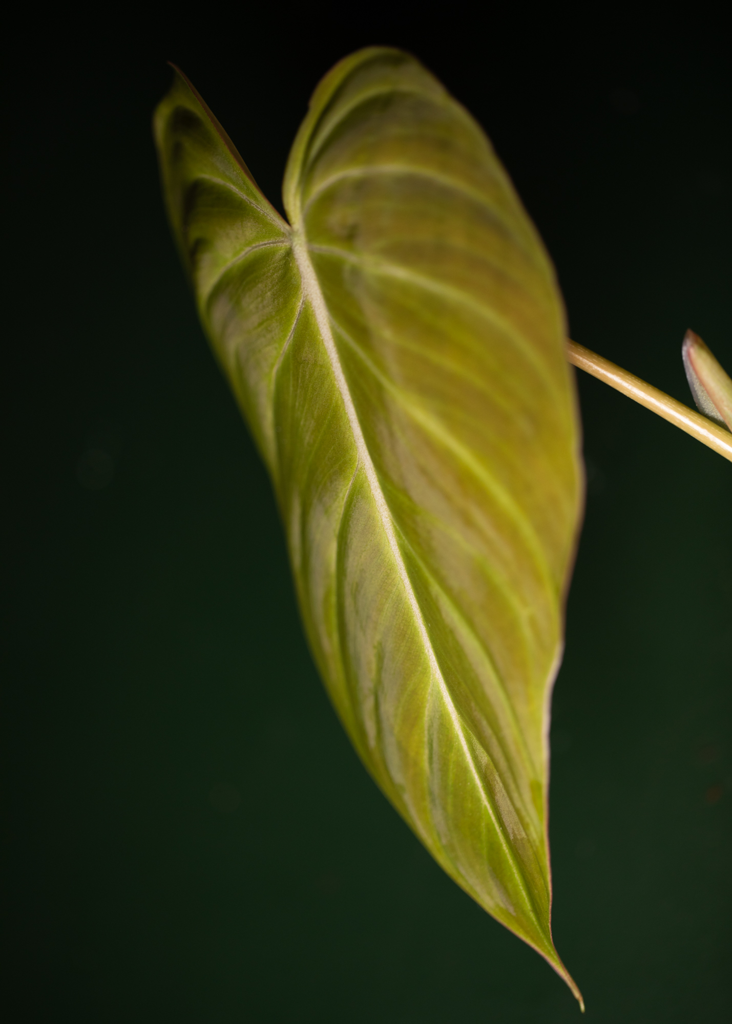 Philodendron Glorious Philodendron Glorious