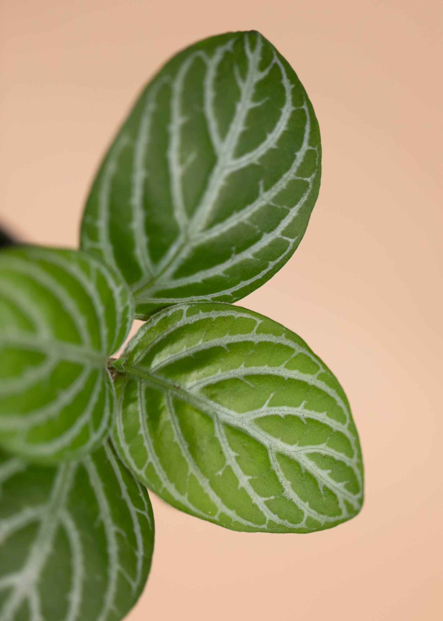 Chamaeranthemum Venosum
