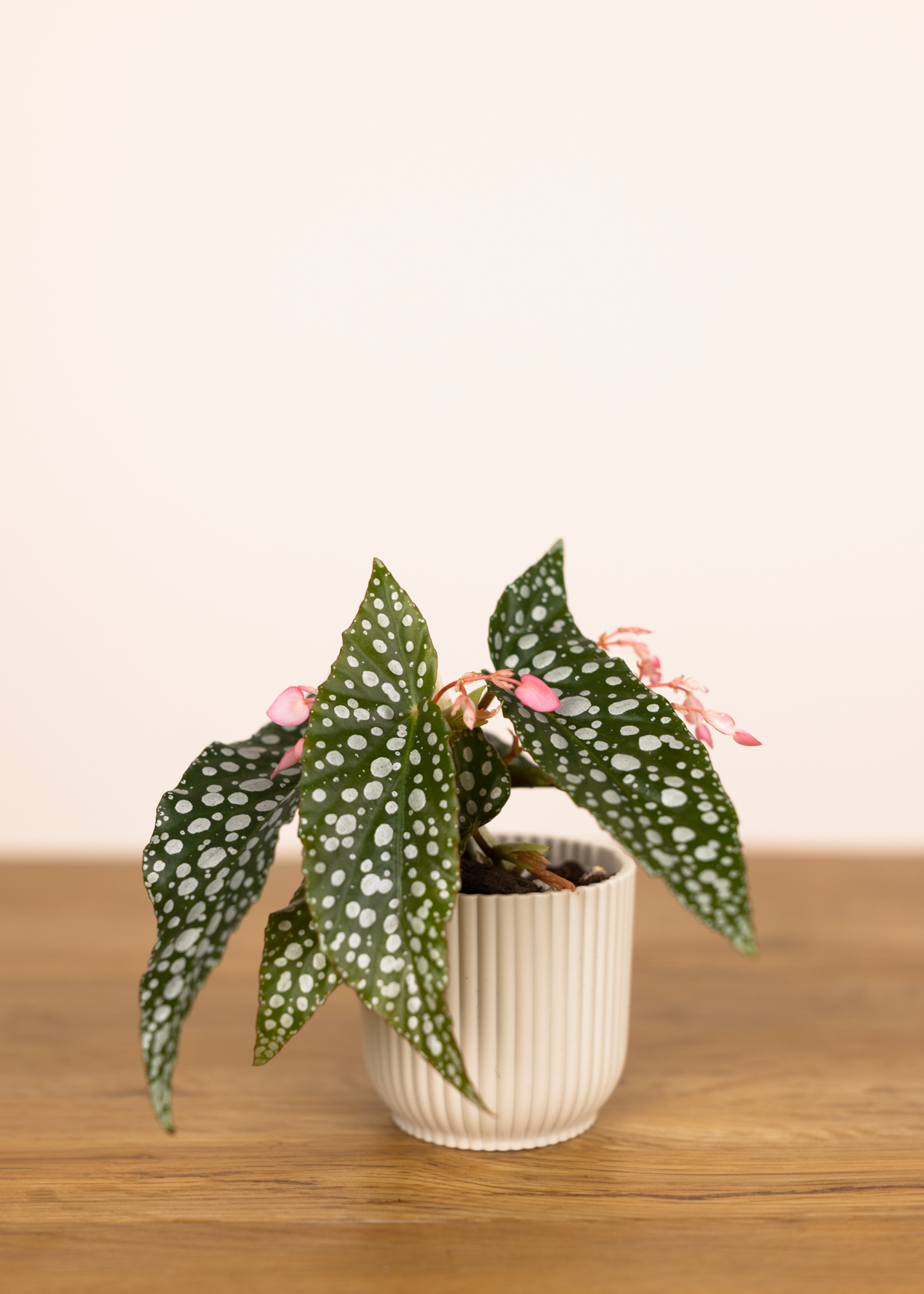 Begonia maculata white ice XS