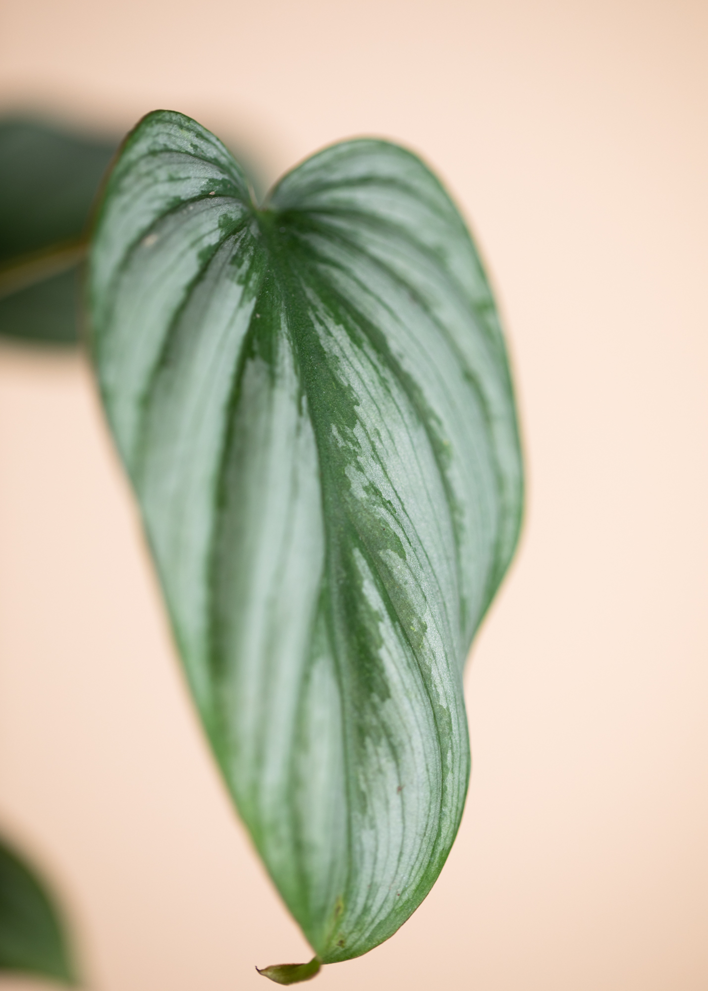 Philodendron Mamei Silver Cloud