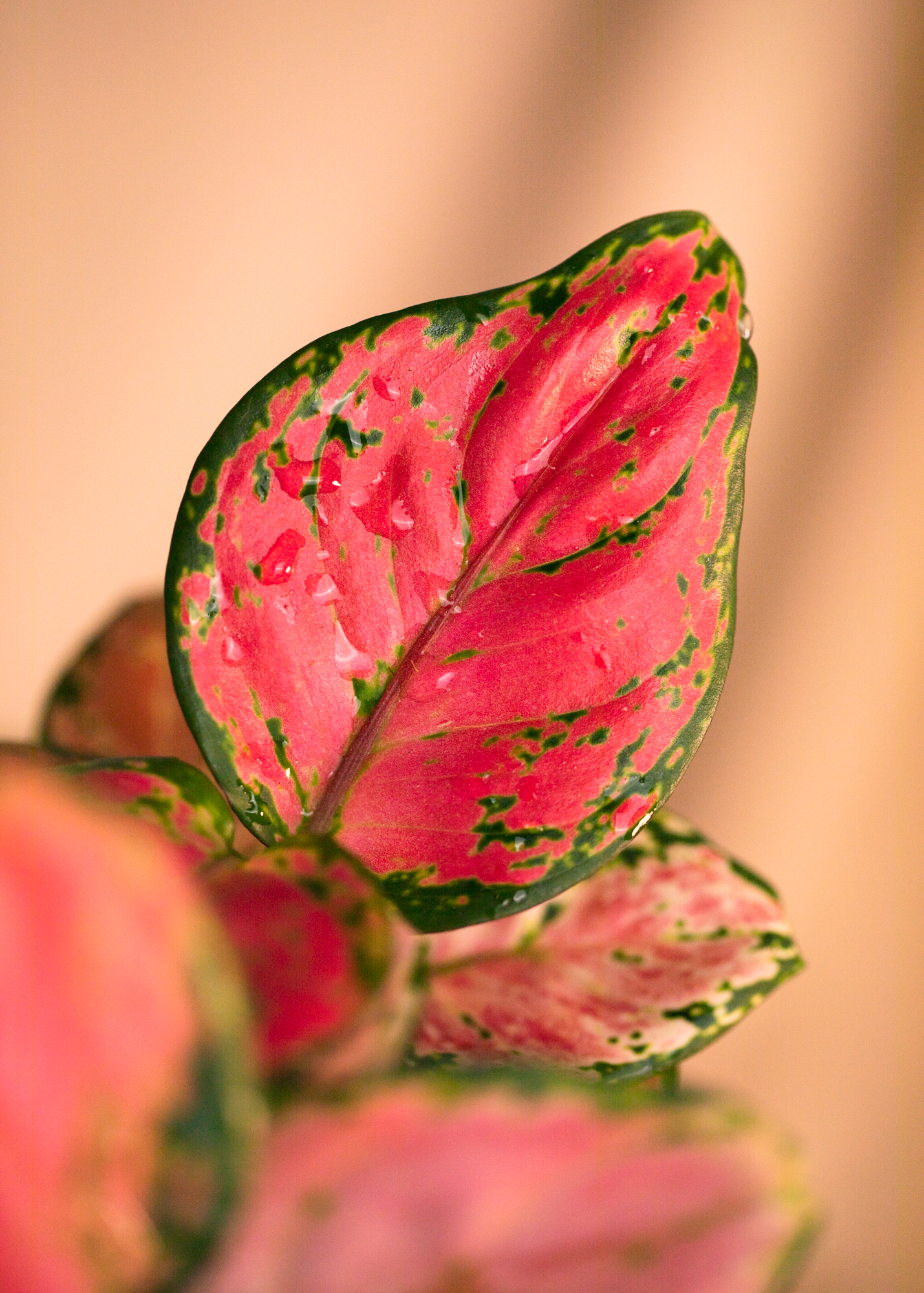 Aglaonema Pink Aglaonema Pink