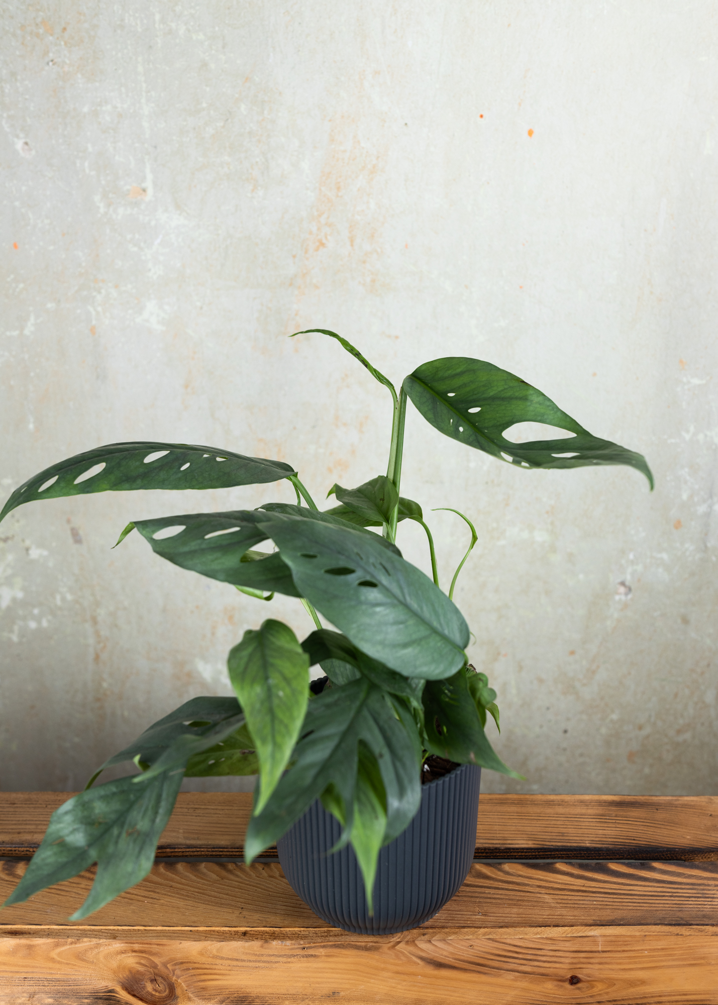 Epipremnum Pinnatum Cebu Blue