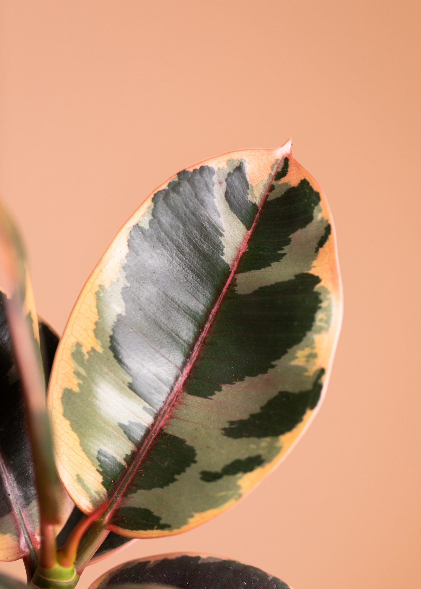 Ficus Elastica Belize
