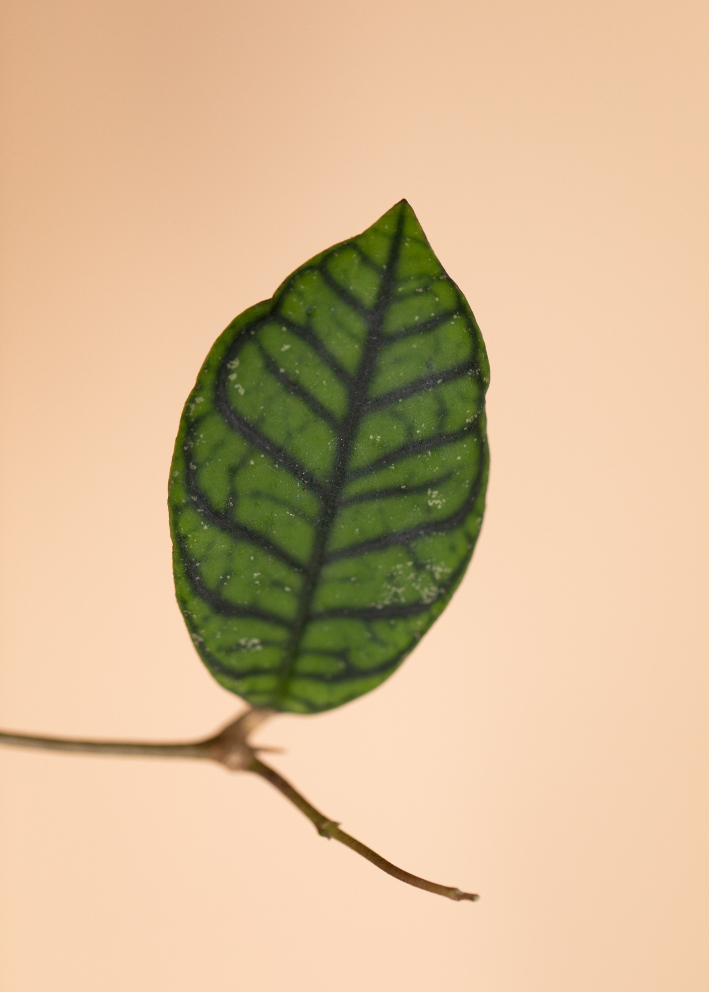 Hoya Kalimantan