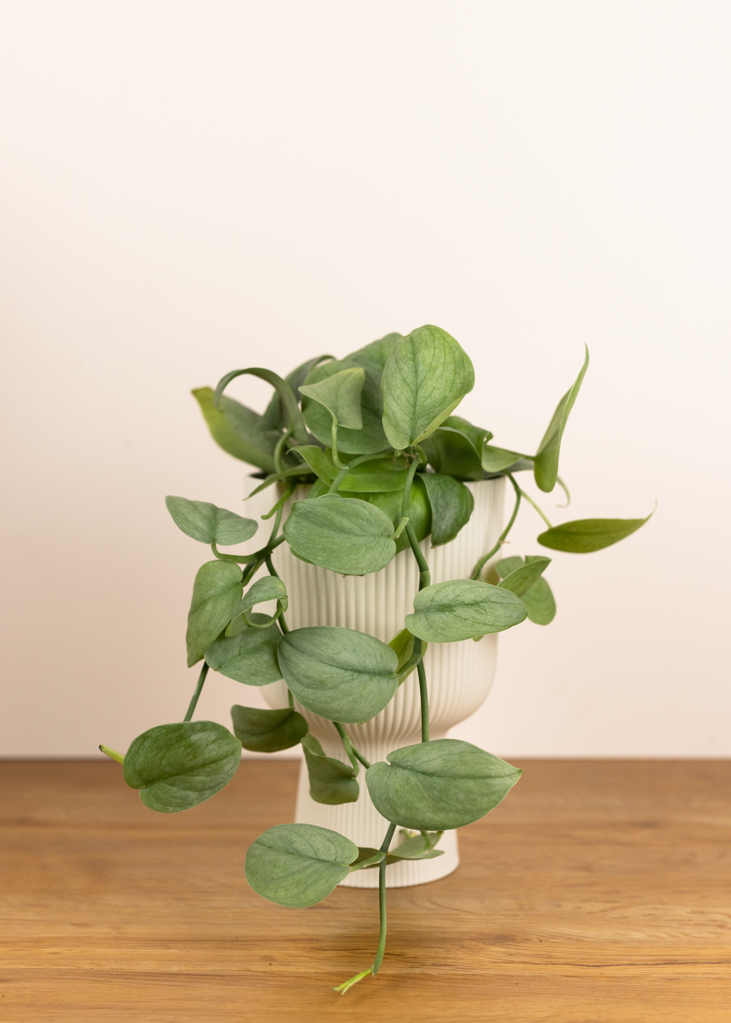 Scindapsus silver hero