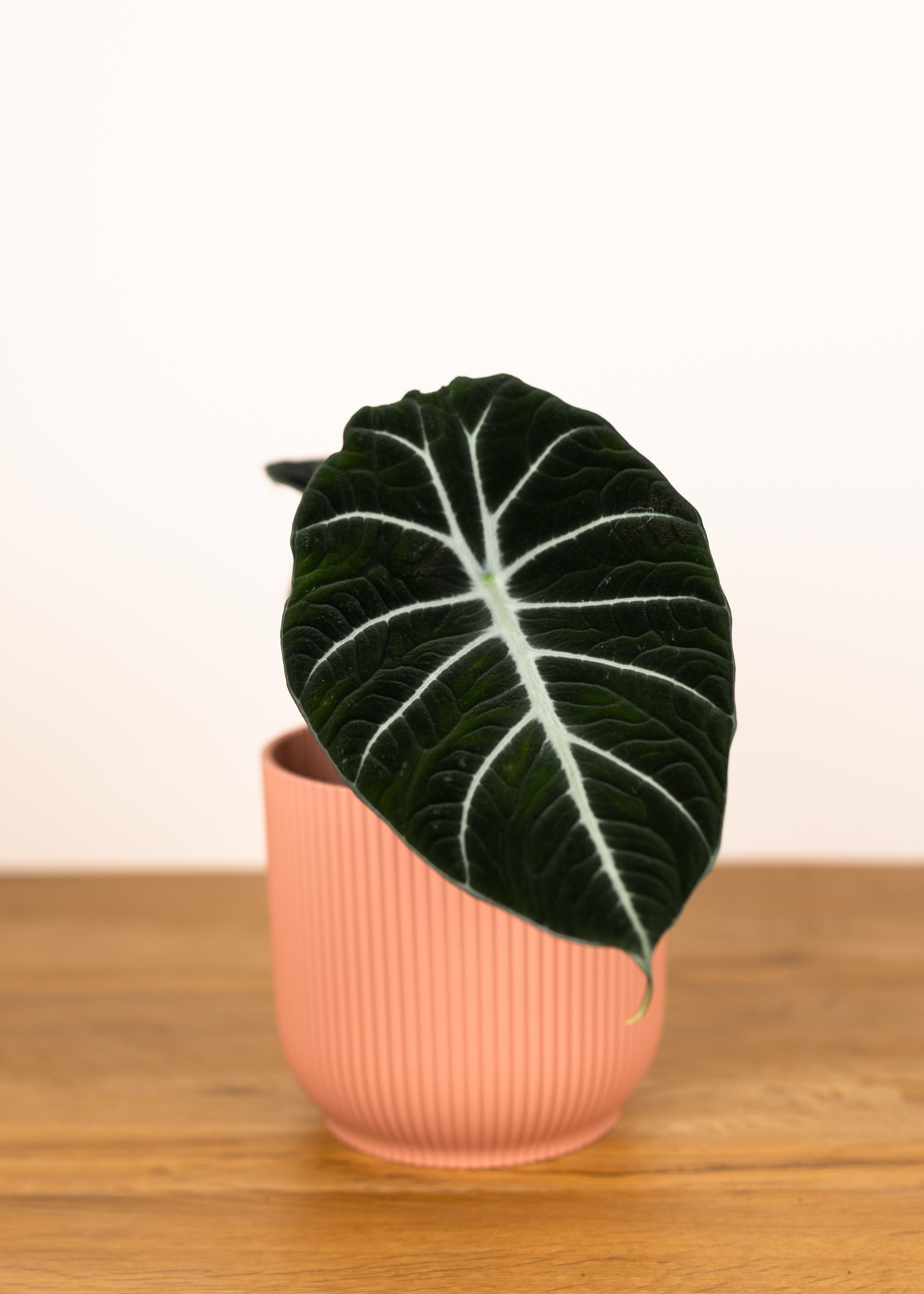 Alocasia reginula black velvet