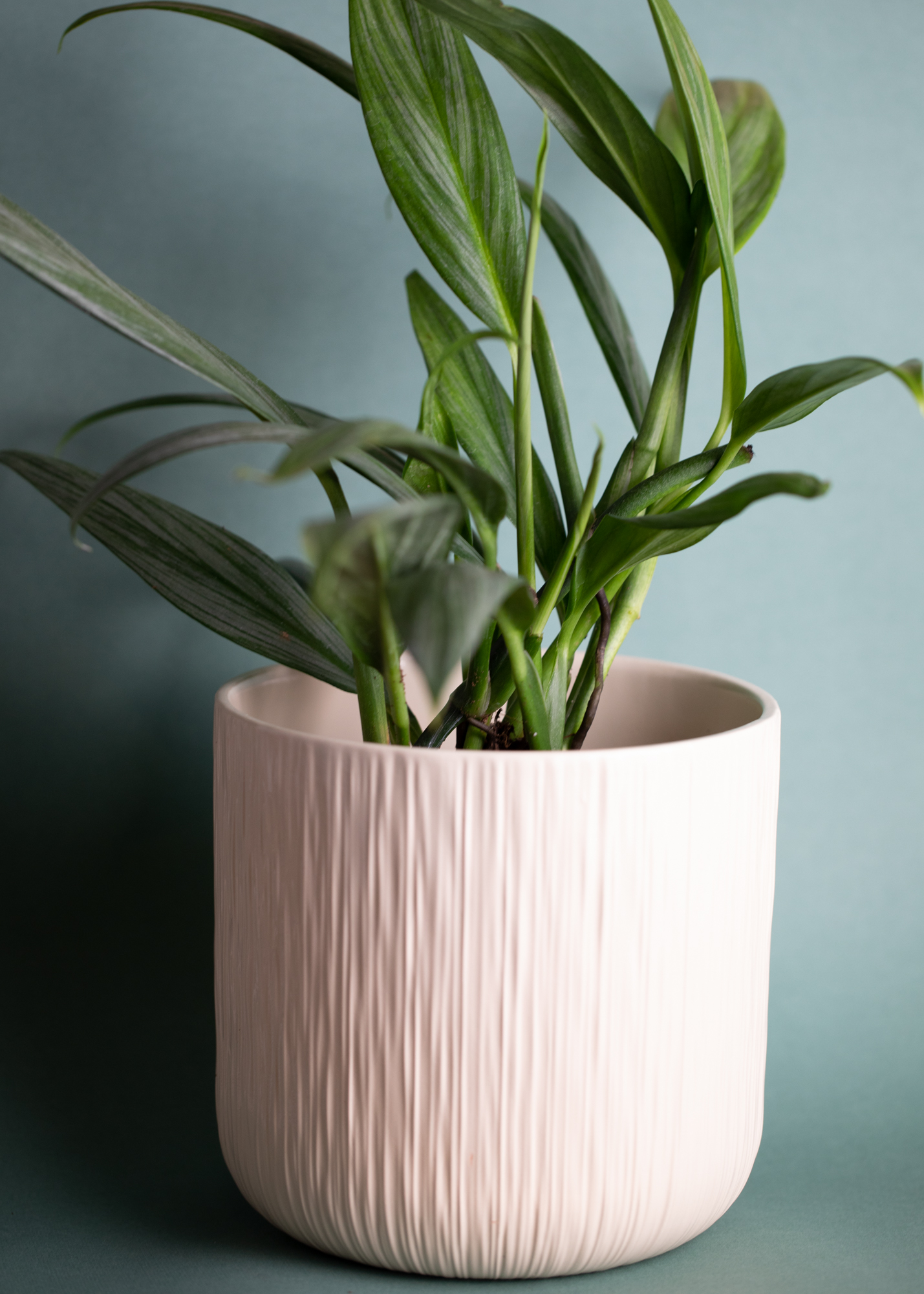 Epipremnum Amplissimum Epipremnum Amplissimum