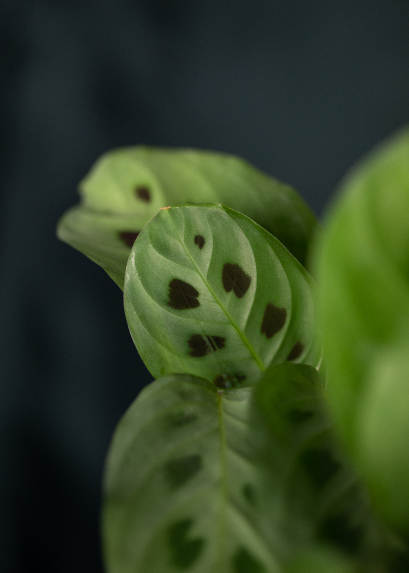 Maranta Kerochevana Maranta Kerochevana