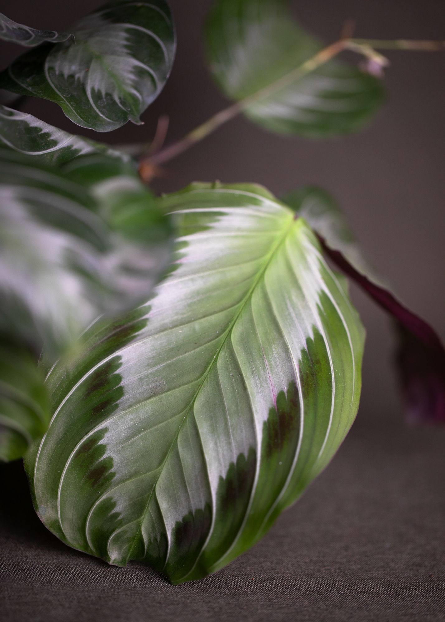 Maranta Silver Band