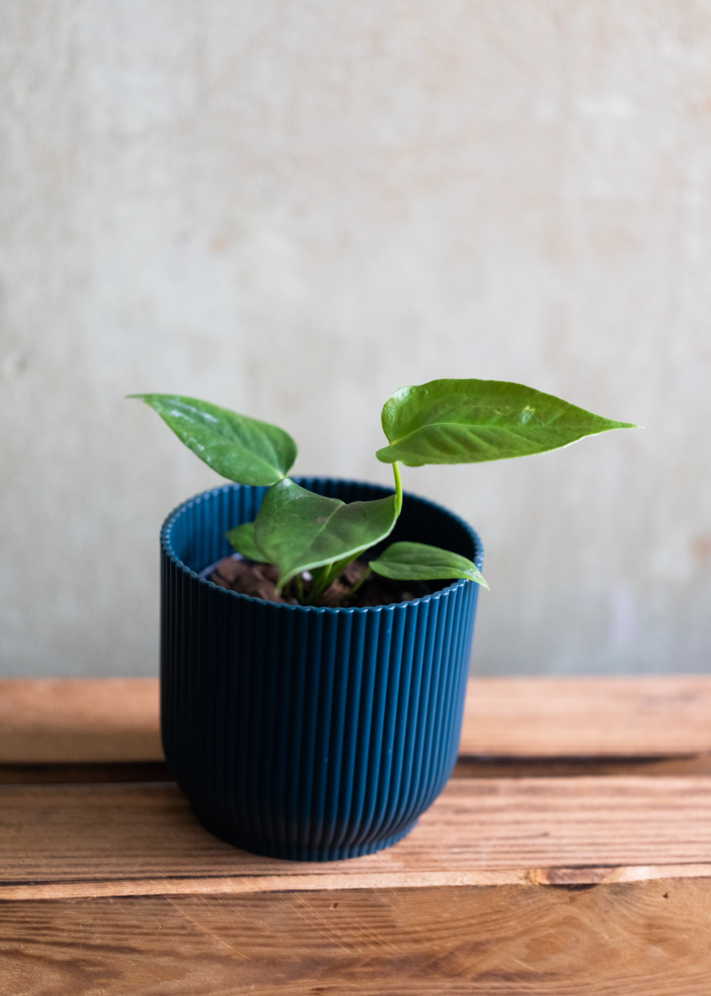 Anthurium Veitchii