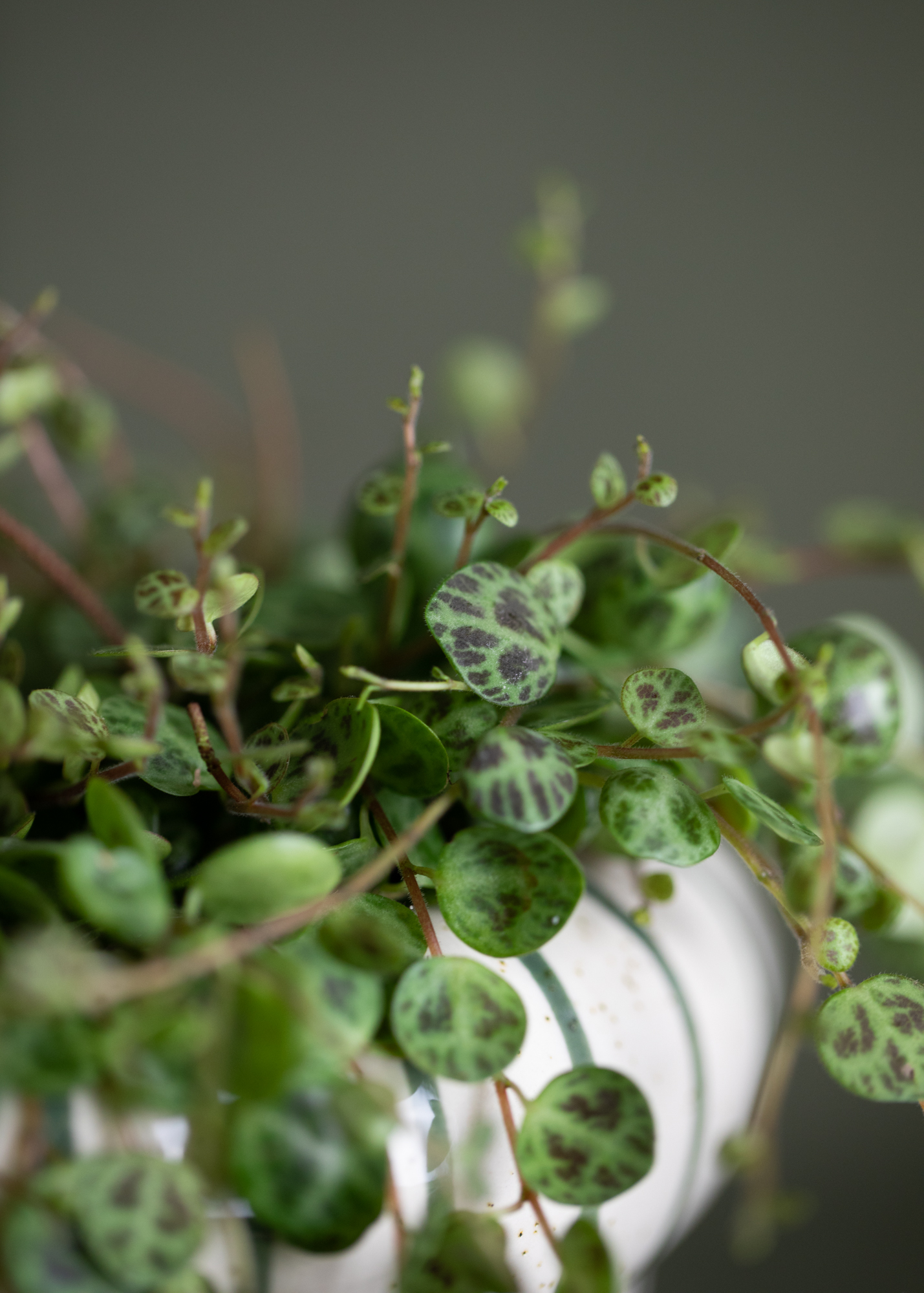 Peperomia Prostrata