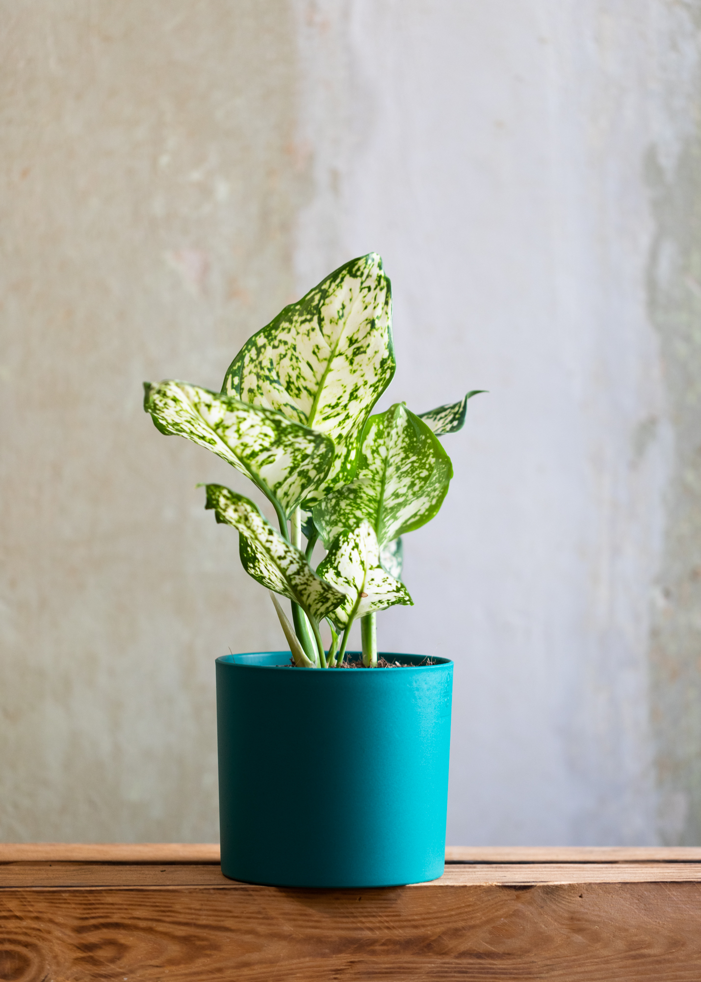Aglaonema white anyamanee