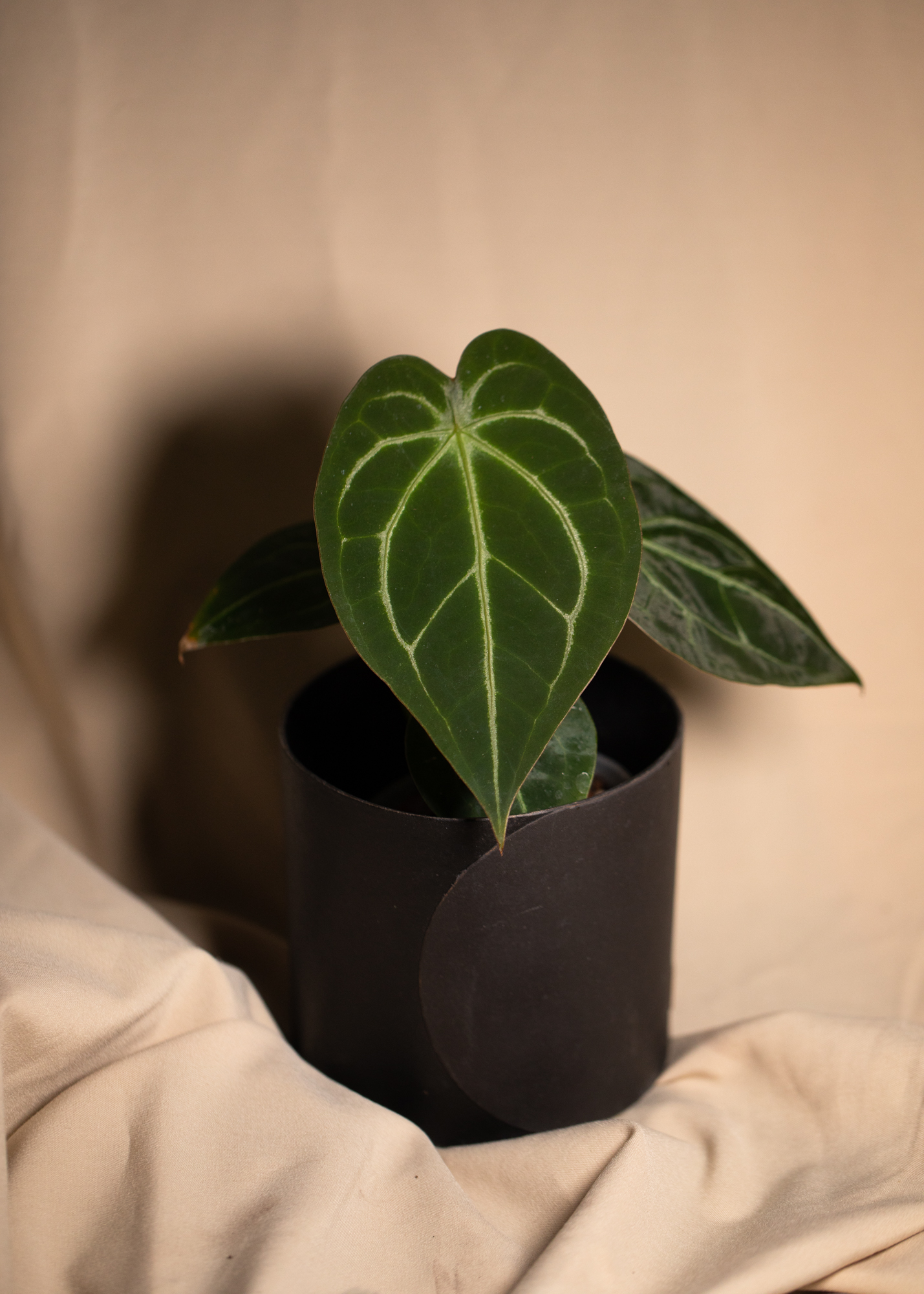 Anthurium Forgetii Hybrid Anthurium Forgetii Hybrid
