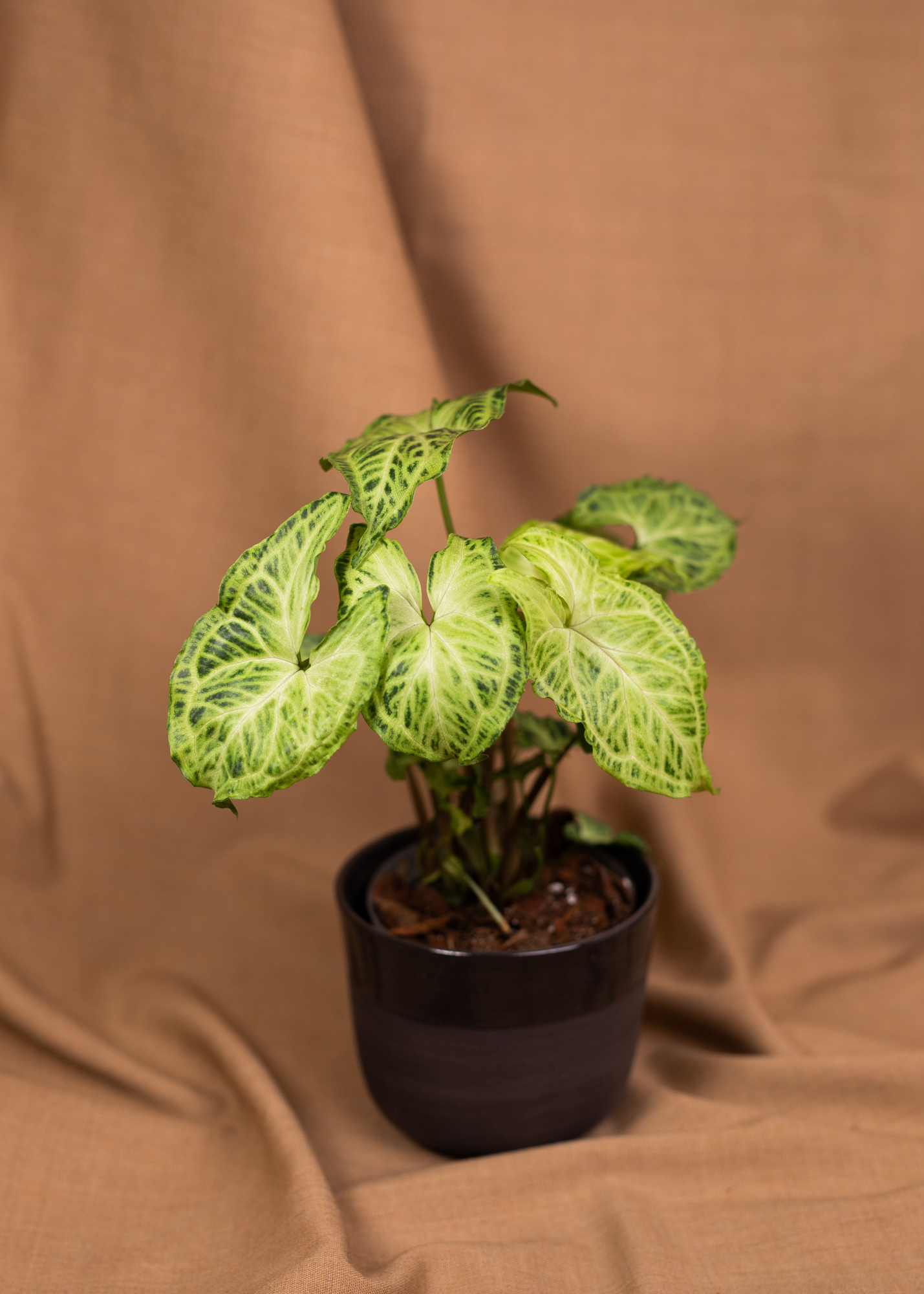 Syngonium Batik Syngonium Batik