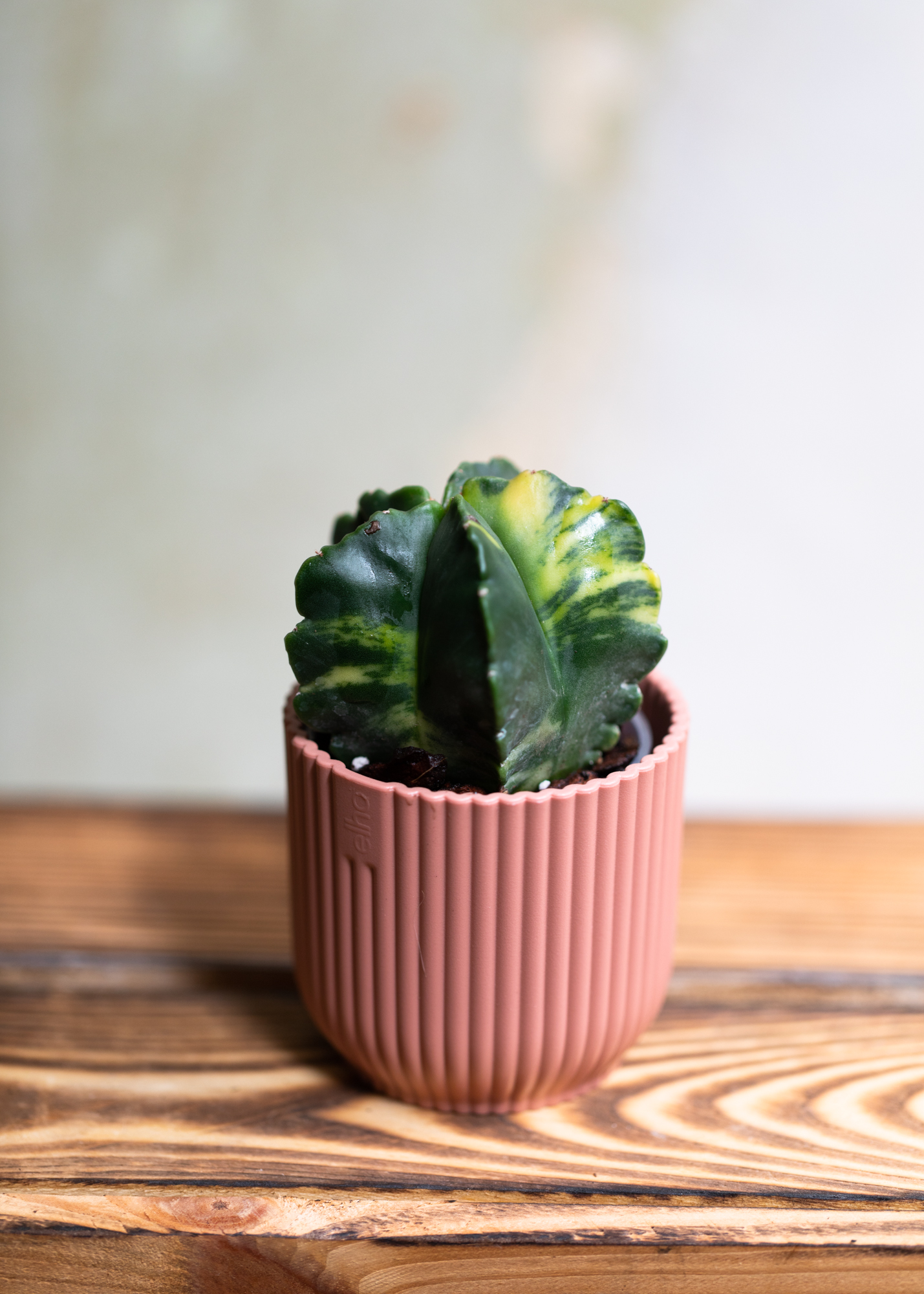 Astrophytum Myriostigma Variegata 4