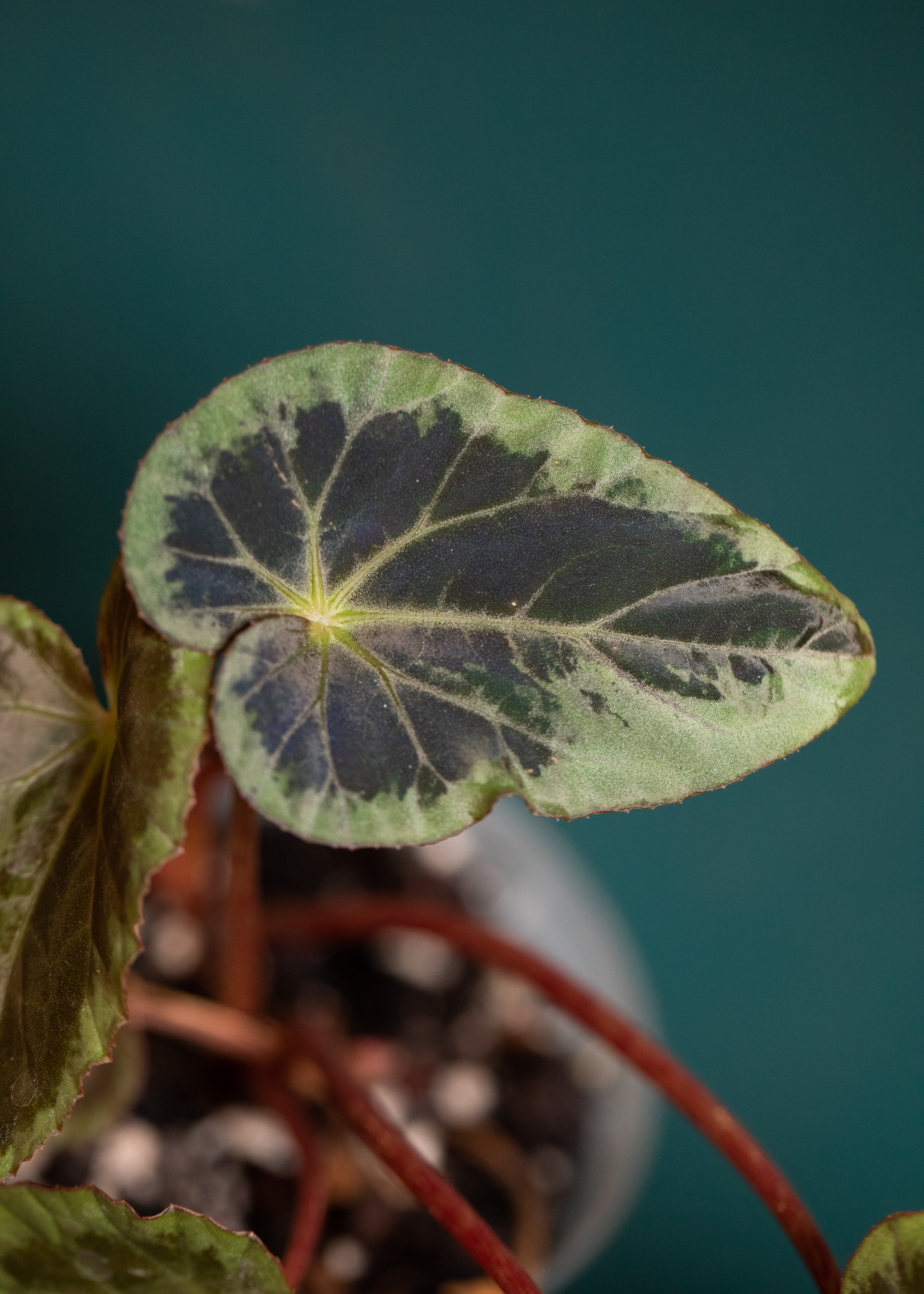 Begonia Burkillii Silver Edge Begonia Burkillii Silver Edge